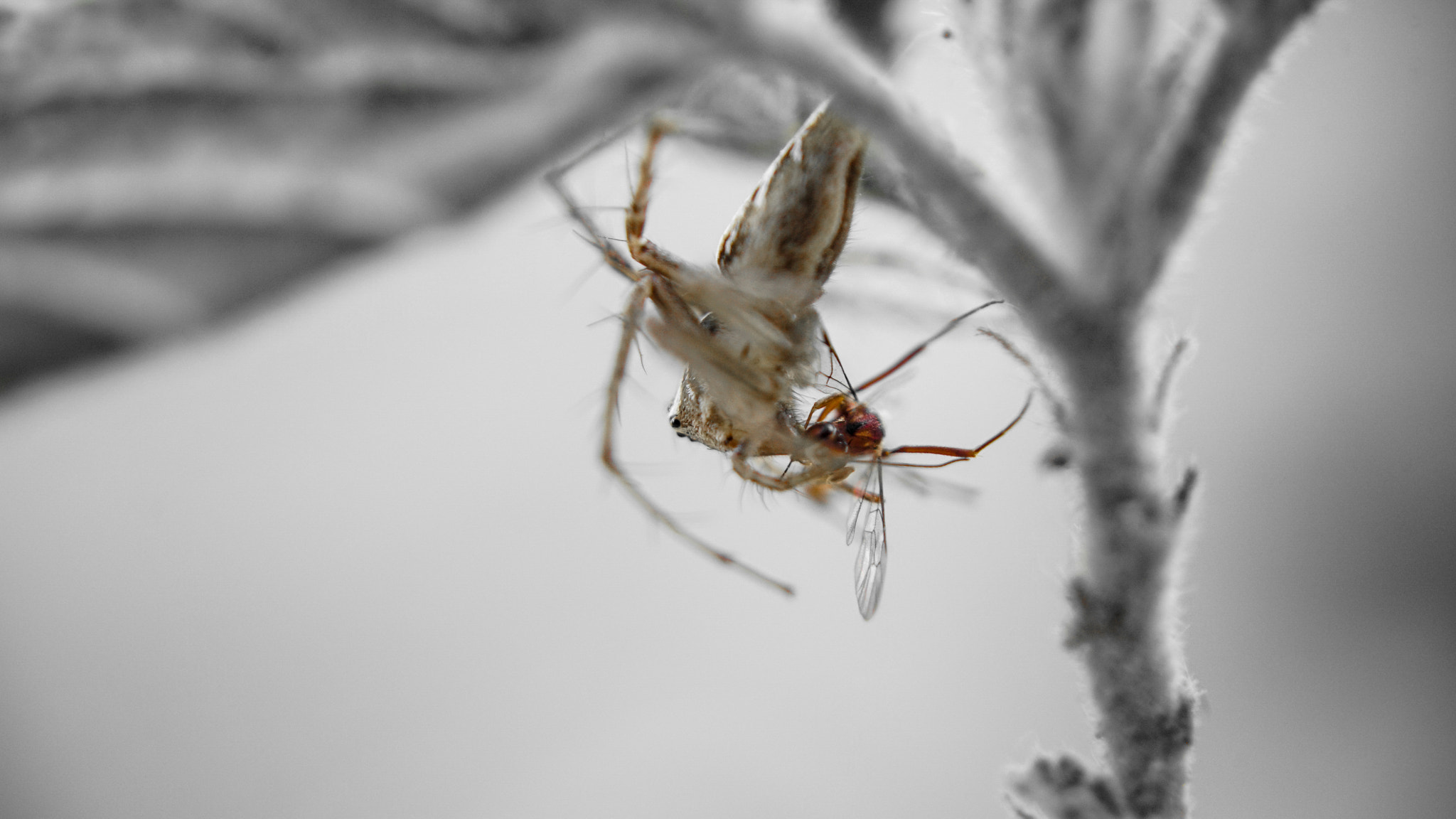 Sony a7S II sample photo. Spider and prey photography