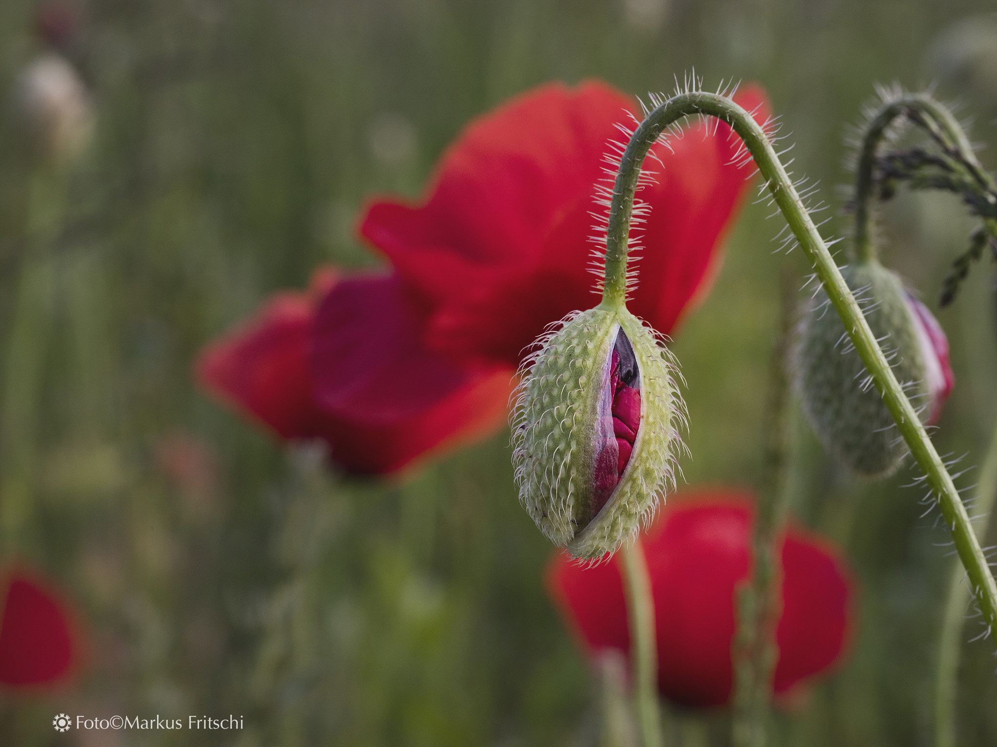 Sigma 50mm f/1.4 EX DG HSM + 1.4x sample photo. New life photography