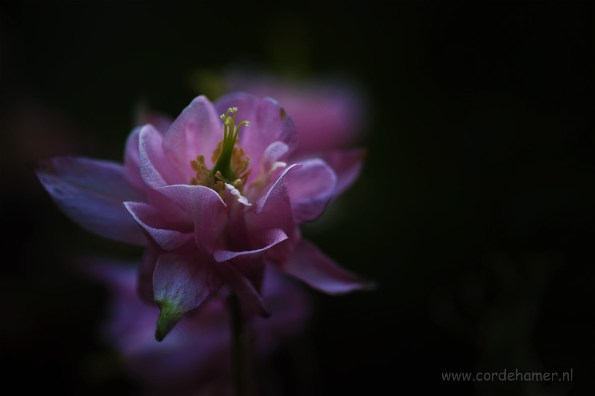 Sony SLT-A77 + Tamron SP AF 90mm F2.8 Di Macro sample photo. Aquilegia photography