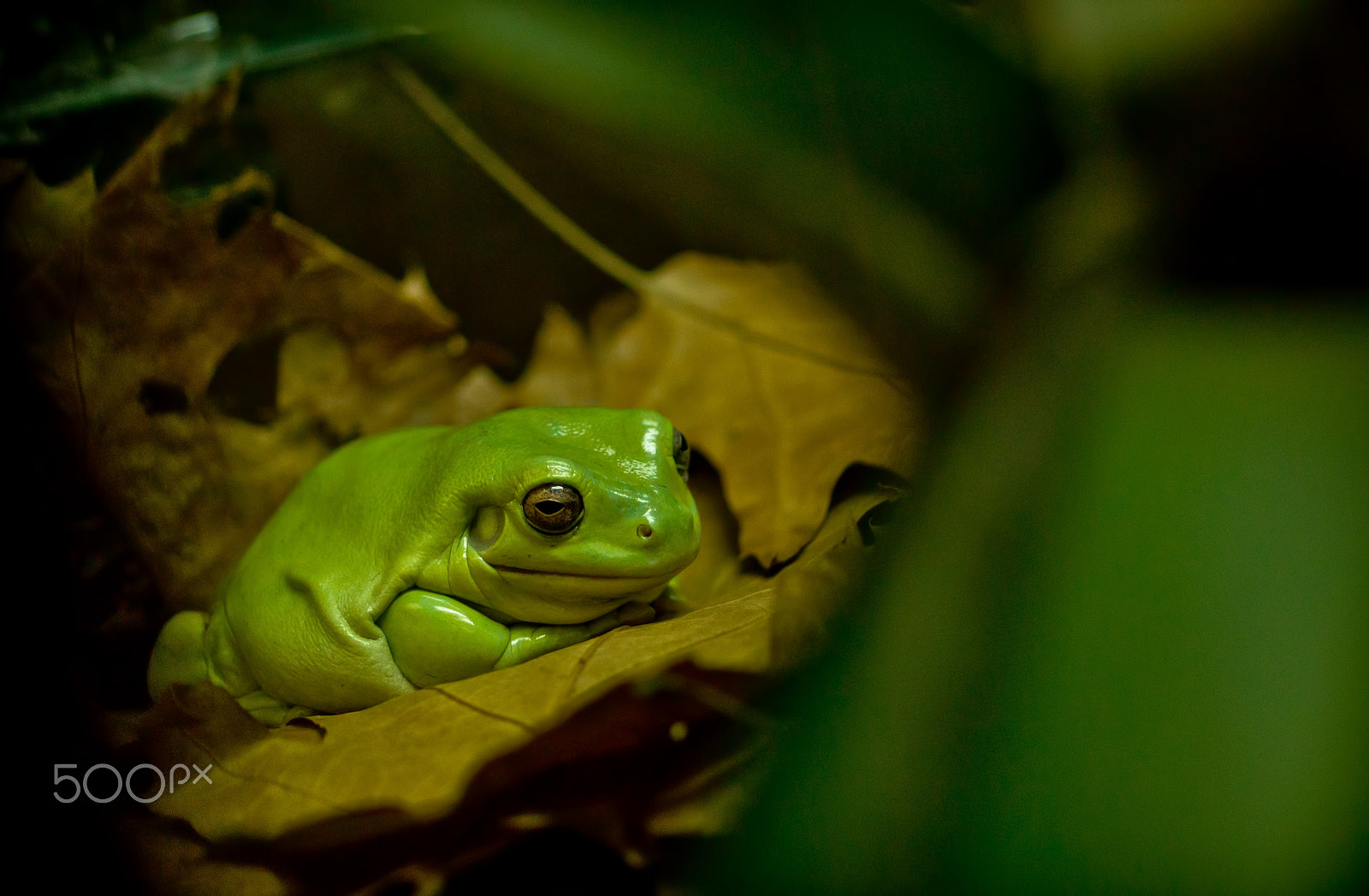 Sony SLT-A58 + MACRO 50mm F2.8 sample photo. Hiding frog photography