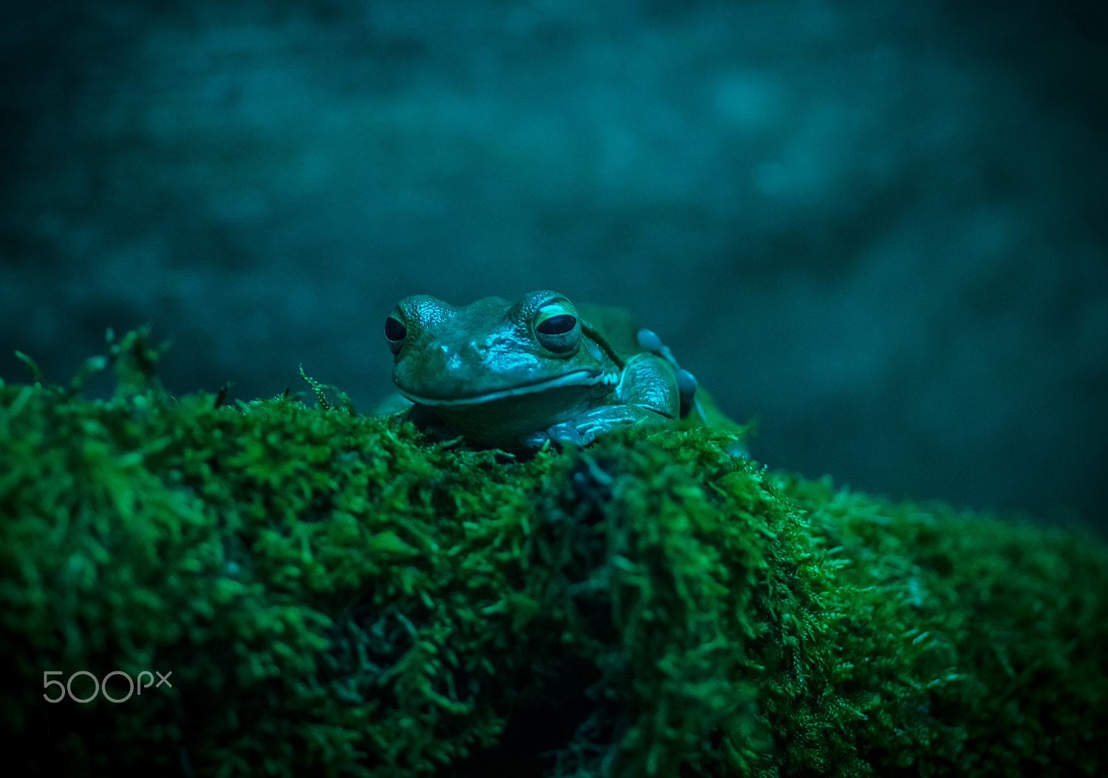 Sony SLT-A58 + MACRO 50mm F2.8 sample photo. Froggy in blue photography