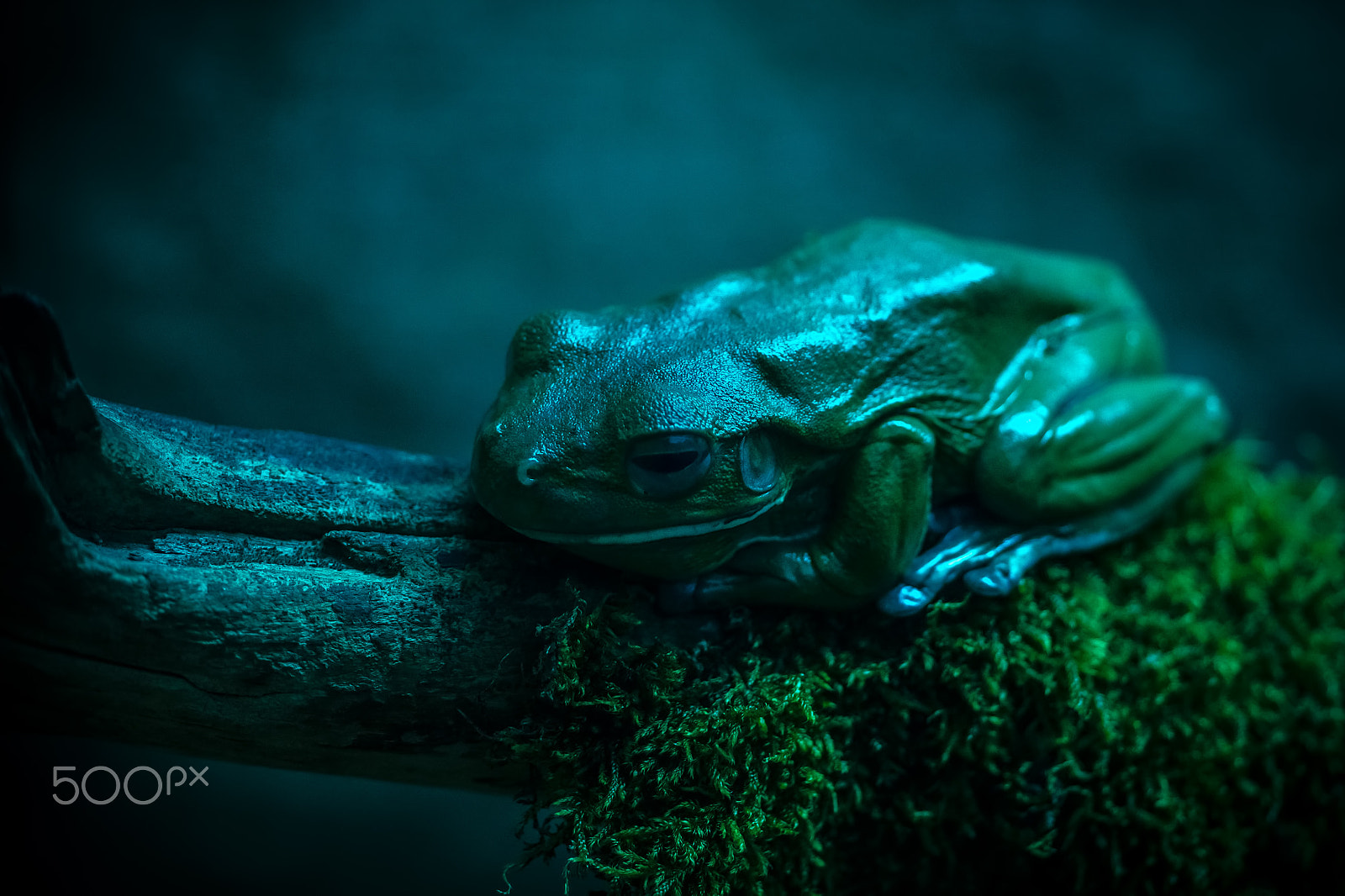 Sony SLT-A58 + MACRO 50mm F2.8 sample photo. Froggy in blue photography