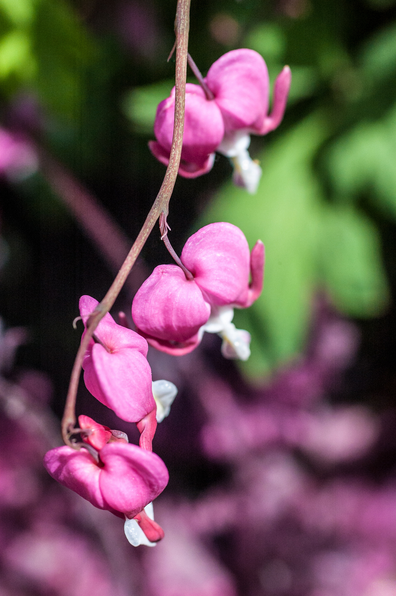 Nikon D70 + Sigma 50mm F2.8 EX DG Macro sample photo. Pink day in the garden photography