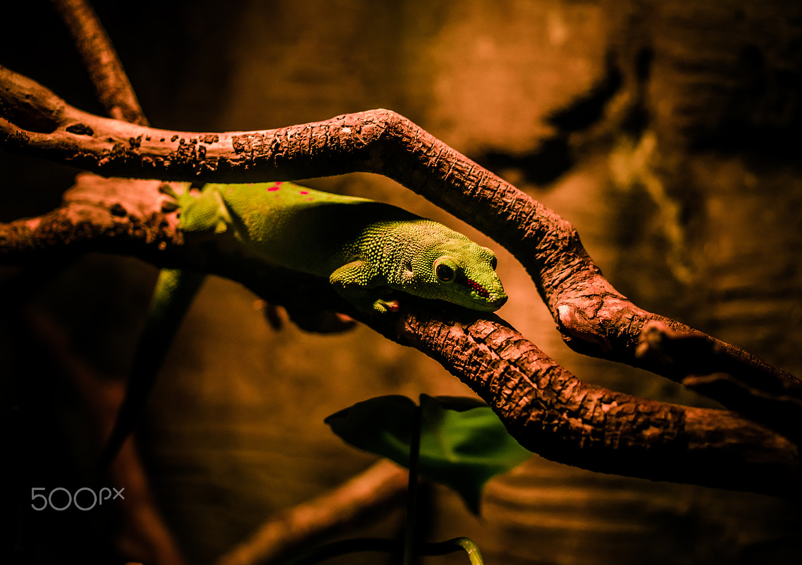 Sony SLT-A58 + MACRO 50mm F2.8 sample photo. A little gecko photography