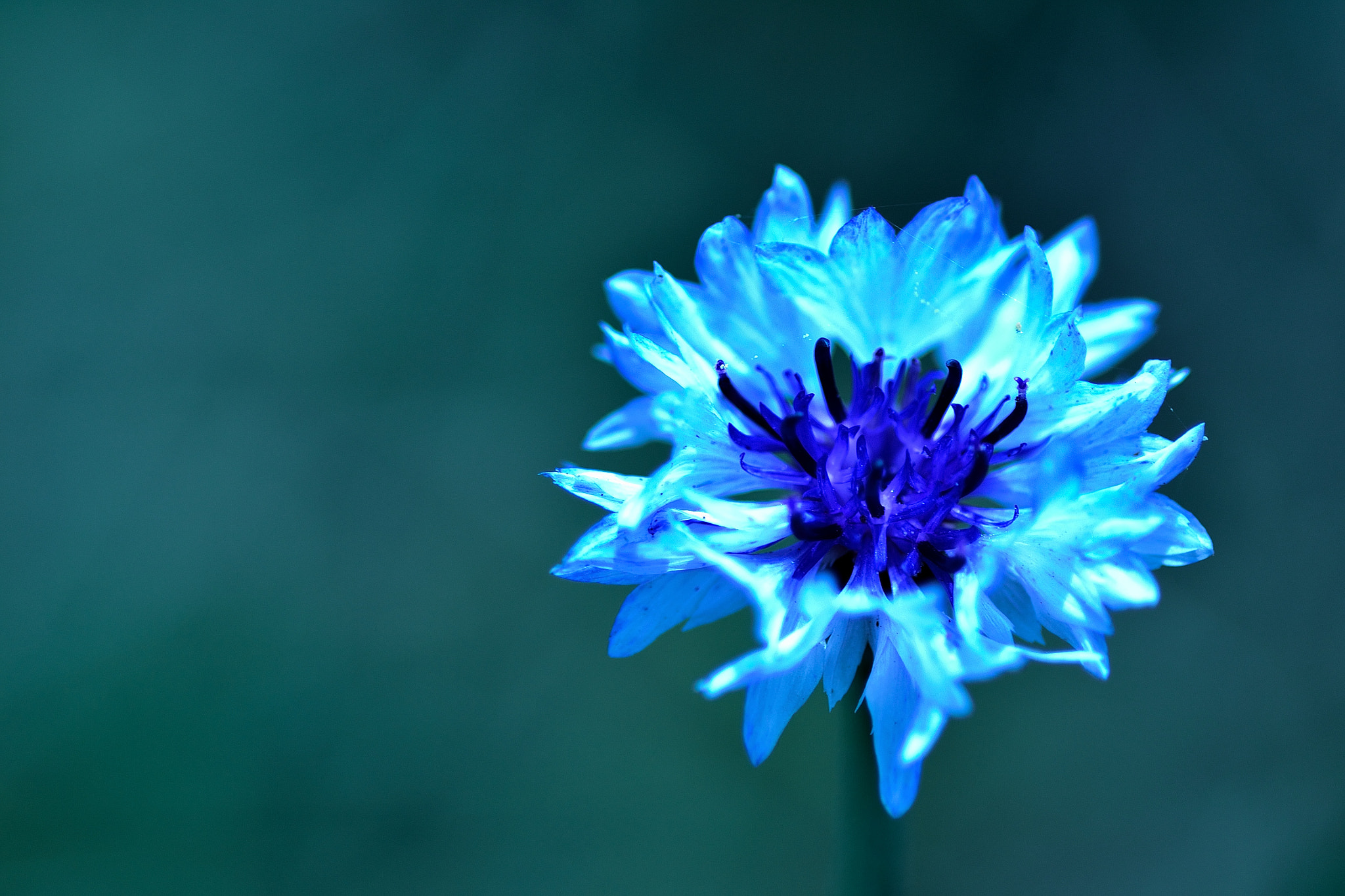 Nikon D3100 sample photo. Cornflower photography