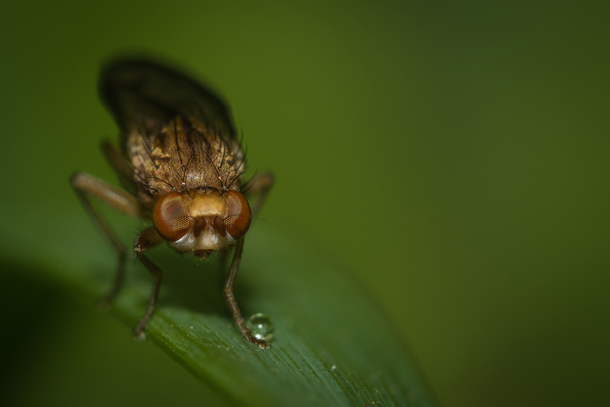 Nikon D810 + Nikon AF Micro-Nikkor 200mm F4D ED-IF sample photo. After the rain... photography