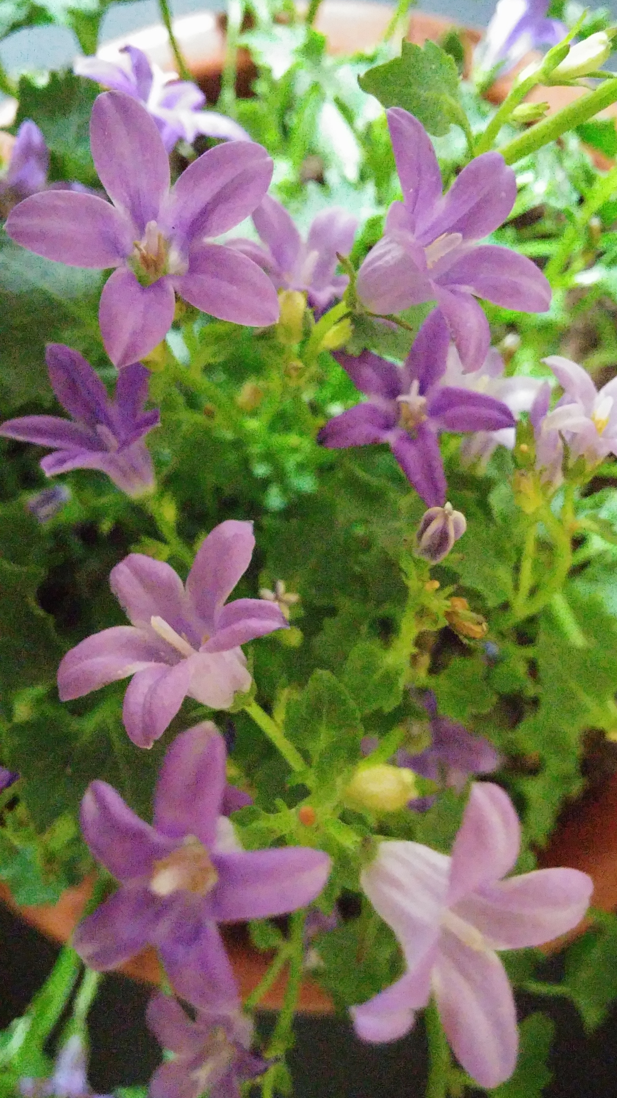 LG G3 CAT.6 sample photo. Bellflower 3 (flower language ; warm heart) photography