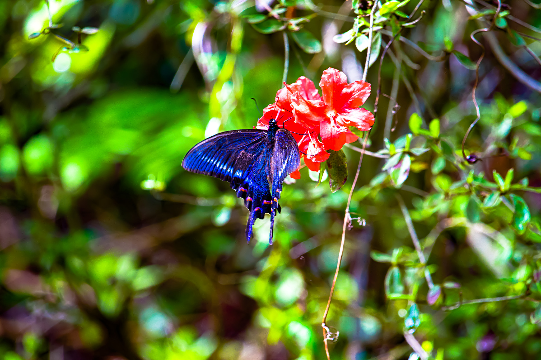 Canon EOS 700D (EOS Rebel T5i / EOS Kiss X7i) sample photo. Flowers and butterfly photography