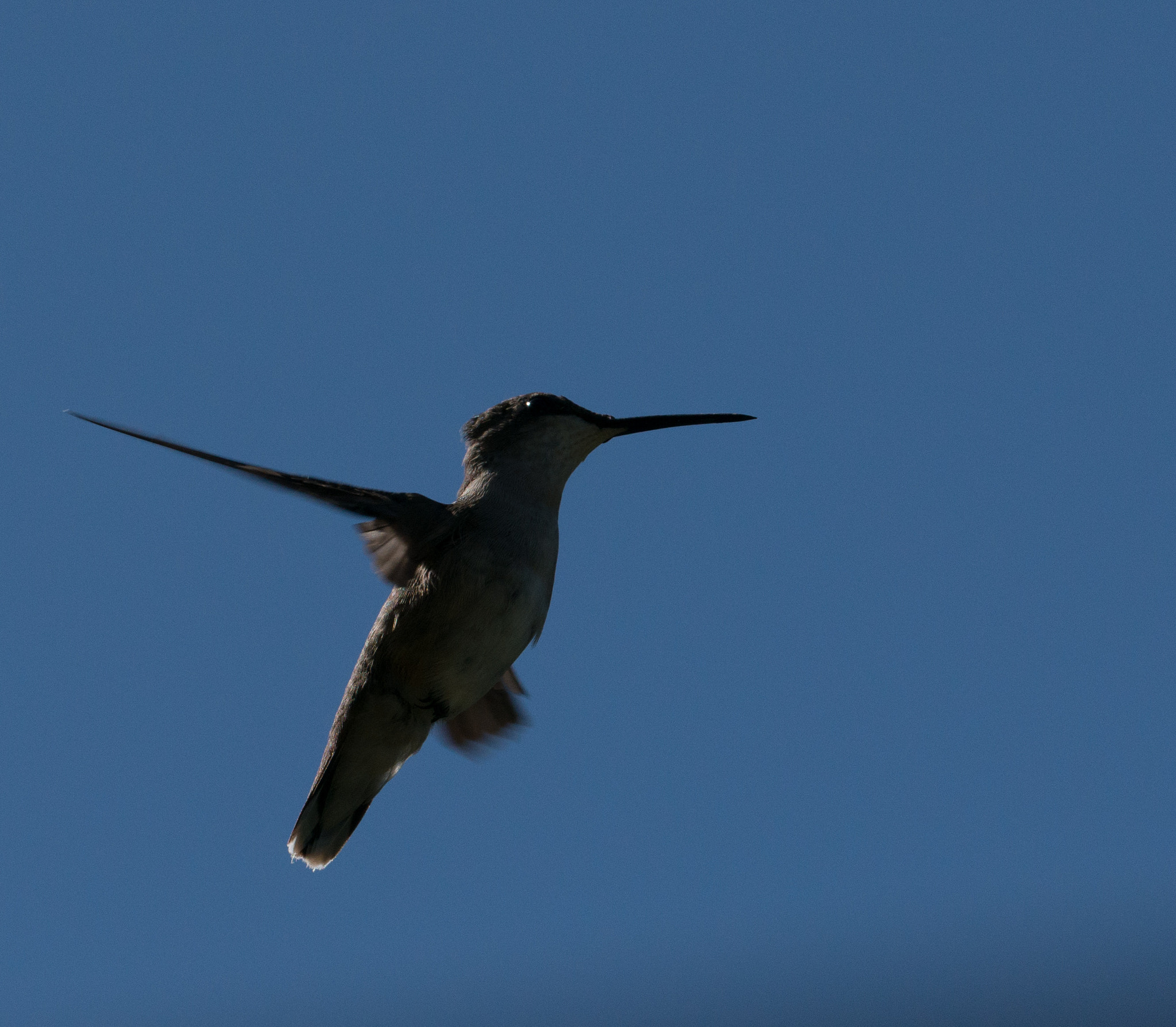 Nikon D800E sample photo. Hummingbird photography