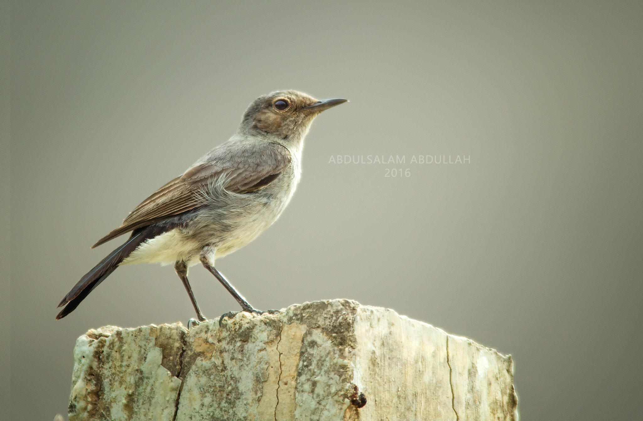 Sigma 150-500mm F5-6.3 DG OS HSM sample photo. 4 photography