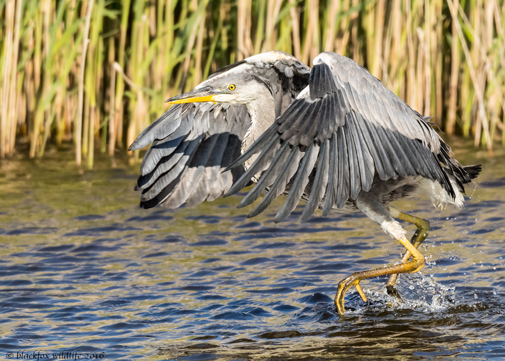 150-600mm F5-6.3 DG OS HSM | Sports 014 sample photo. Prelude photography