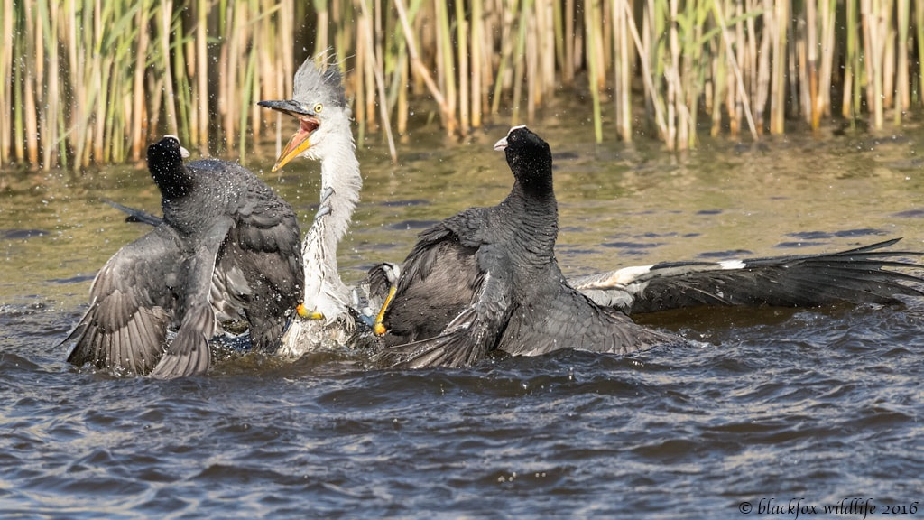 150-600mm F5-6.3 DG OS HSM | Sports 014 sample photo. Shades of jurassic park photography