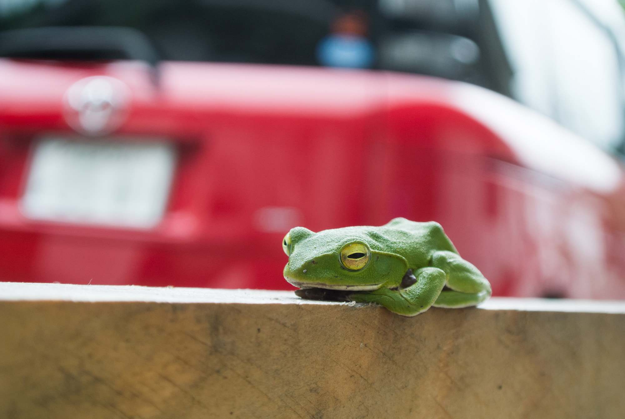 Nikon 1 J2 sample photo. Sleeping frog photography