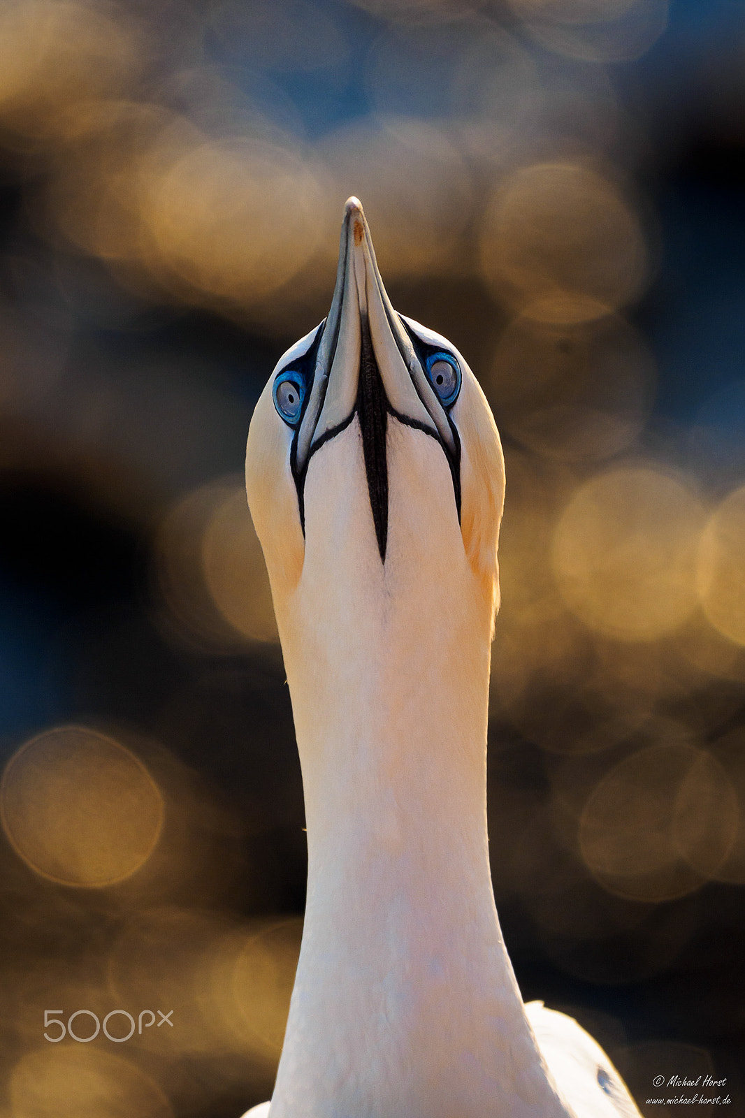 LEICA DG 100-400/F4.0-6.3 sample photo. Curious gannet, helgoland photography