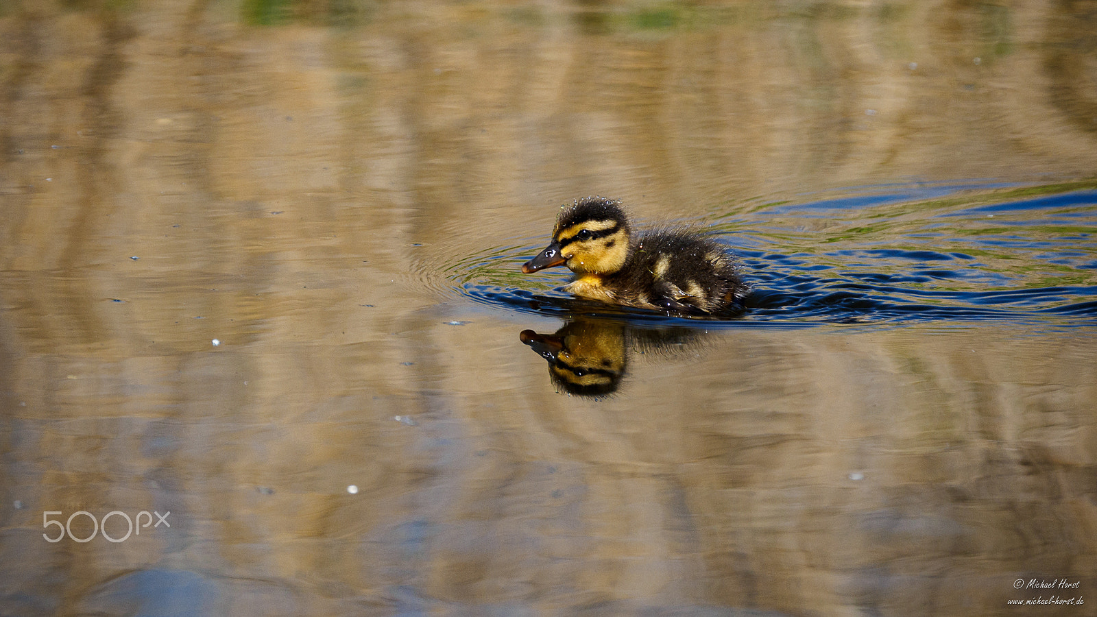 Olympus OM-D E-M1 + LEICA DG 100-400/F4.0-6.3 sample photo. Mallard duckling photography