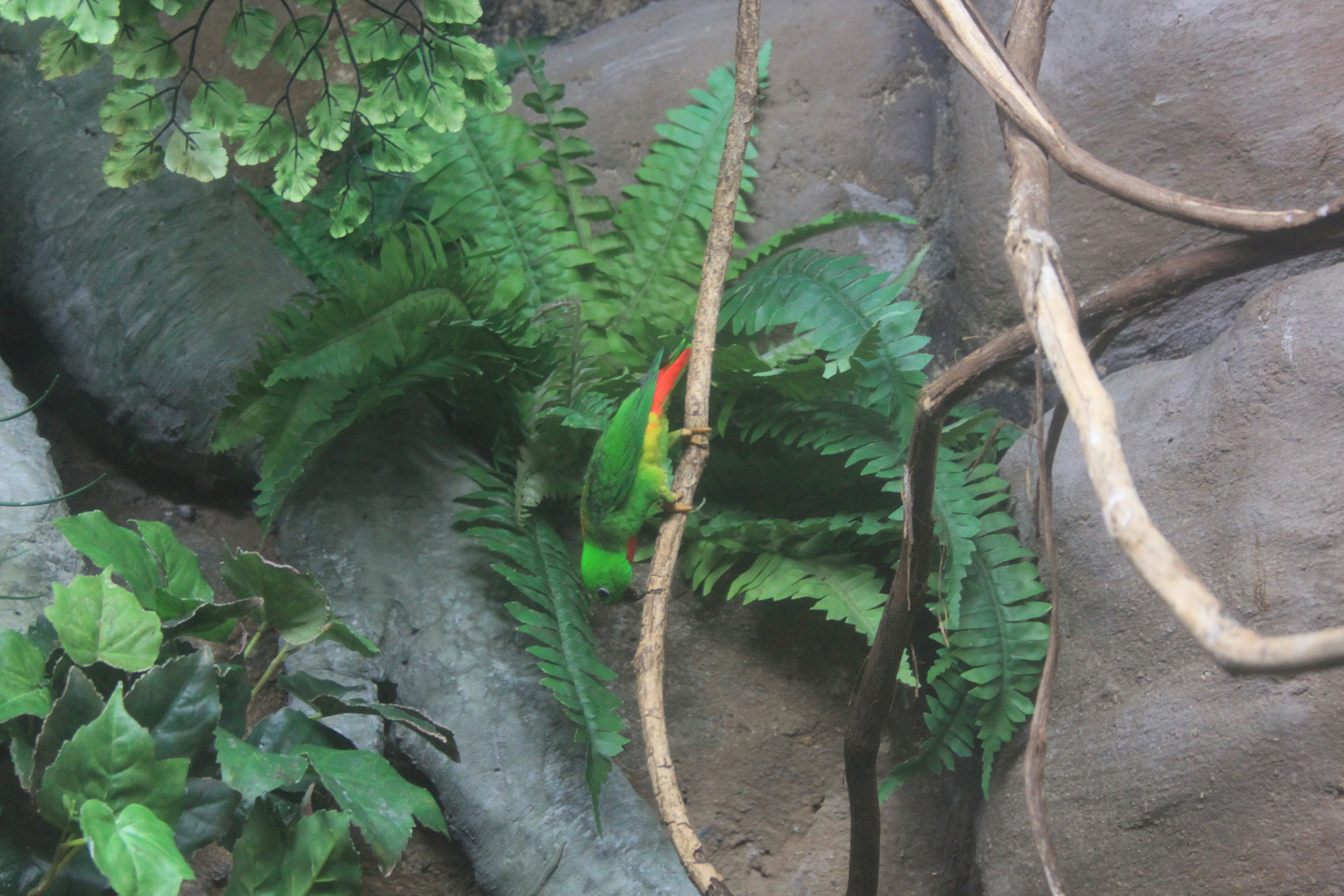 Canon EF-S 18-55mm F3.5-5.6 sample photo. Blue-crowned hanging parrot photography