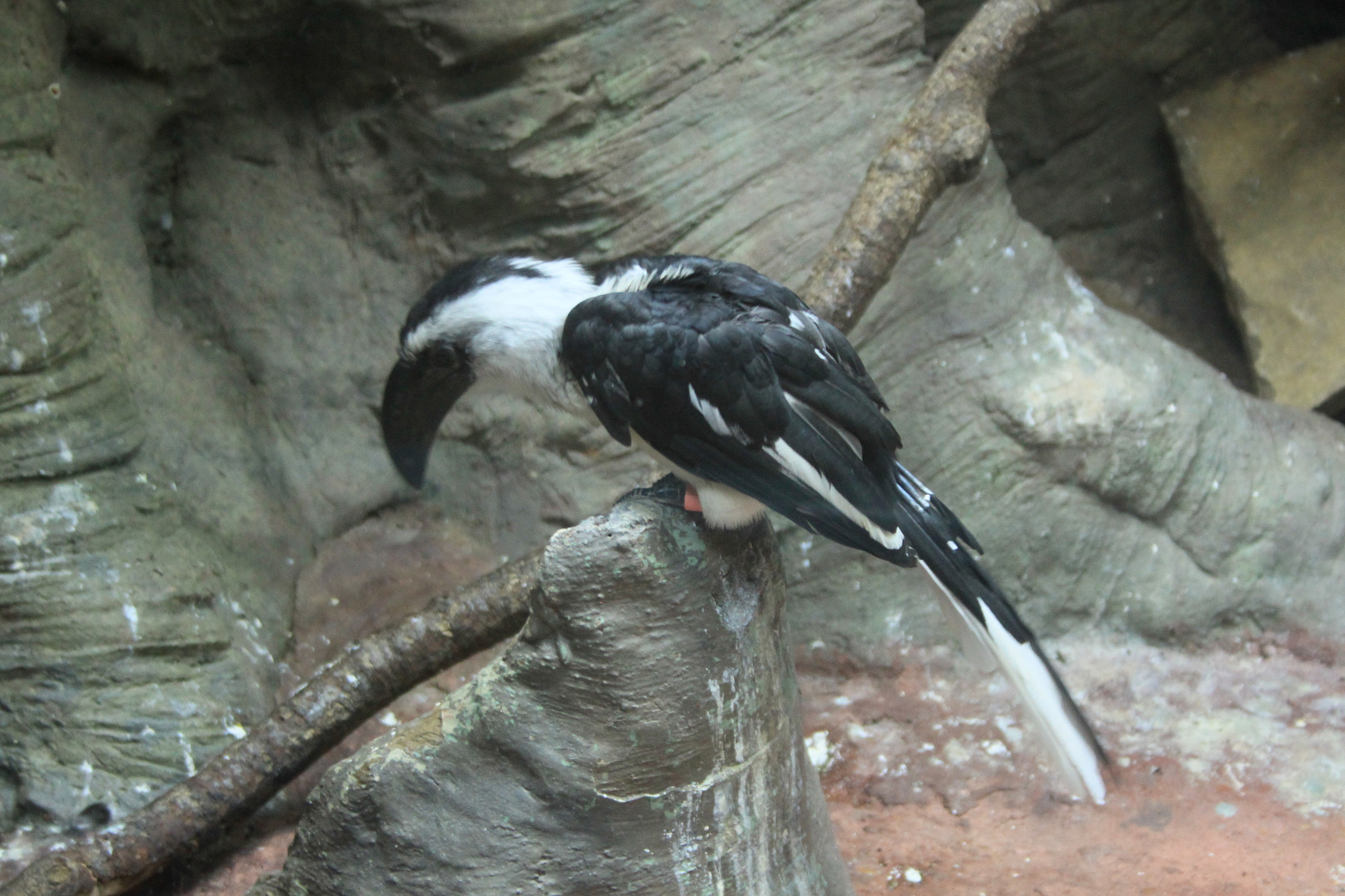 Canon EF-S 18-55mm F3.5-5.6 sample photo. Bird photography