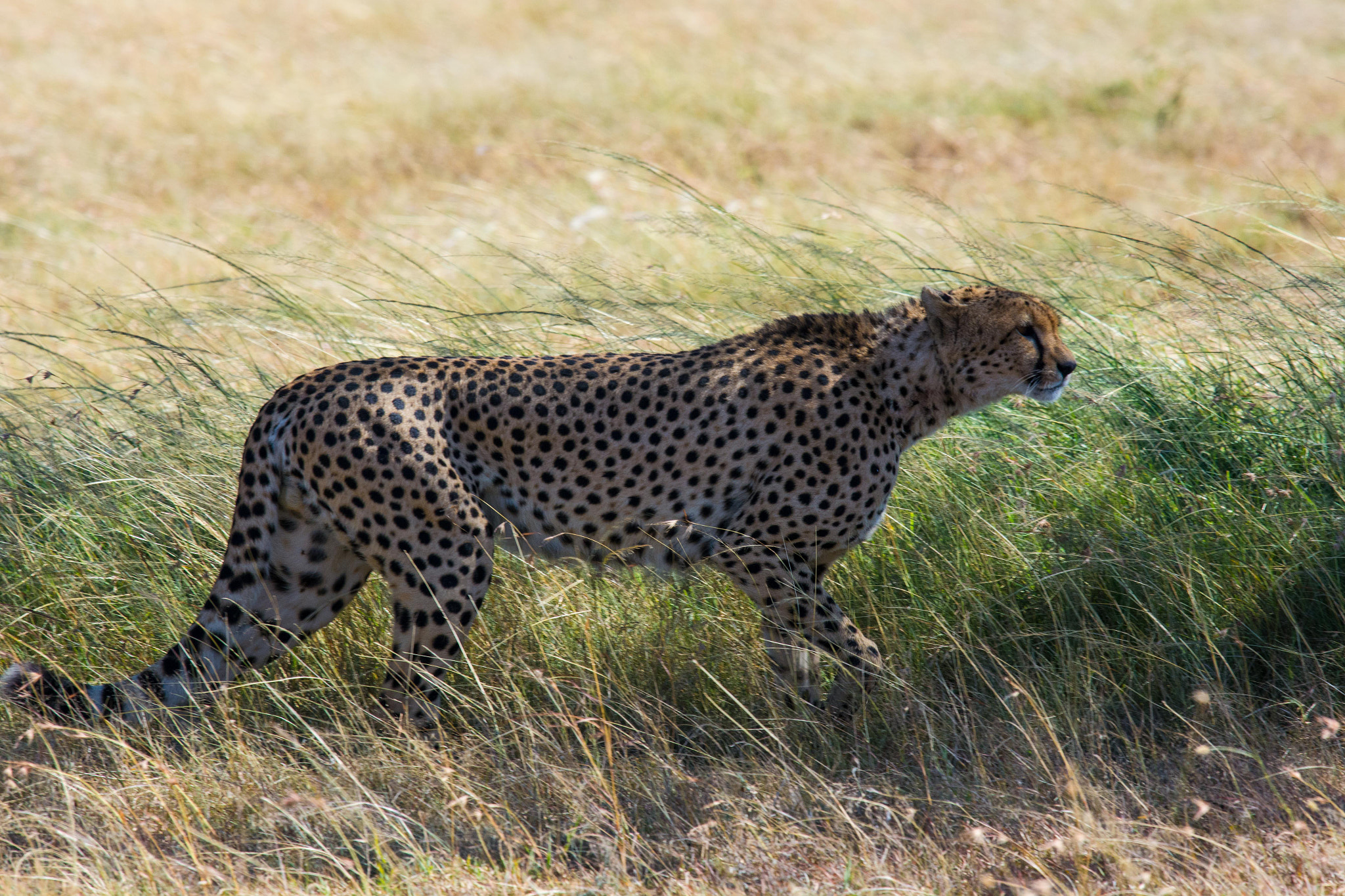 Nikon Nikkor AF-S 300mm F4E PF ED VR sample photo. On the prowl photography