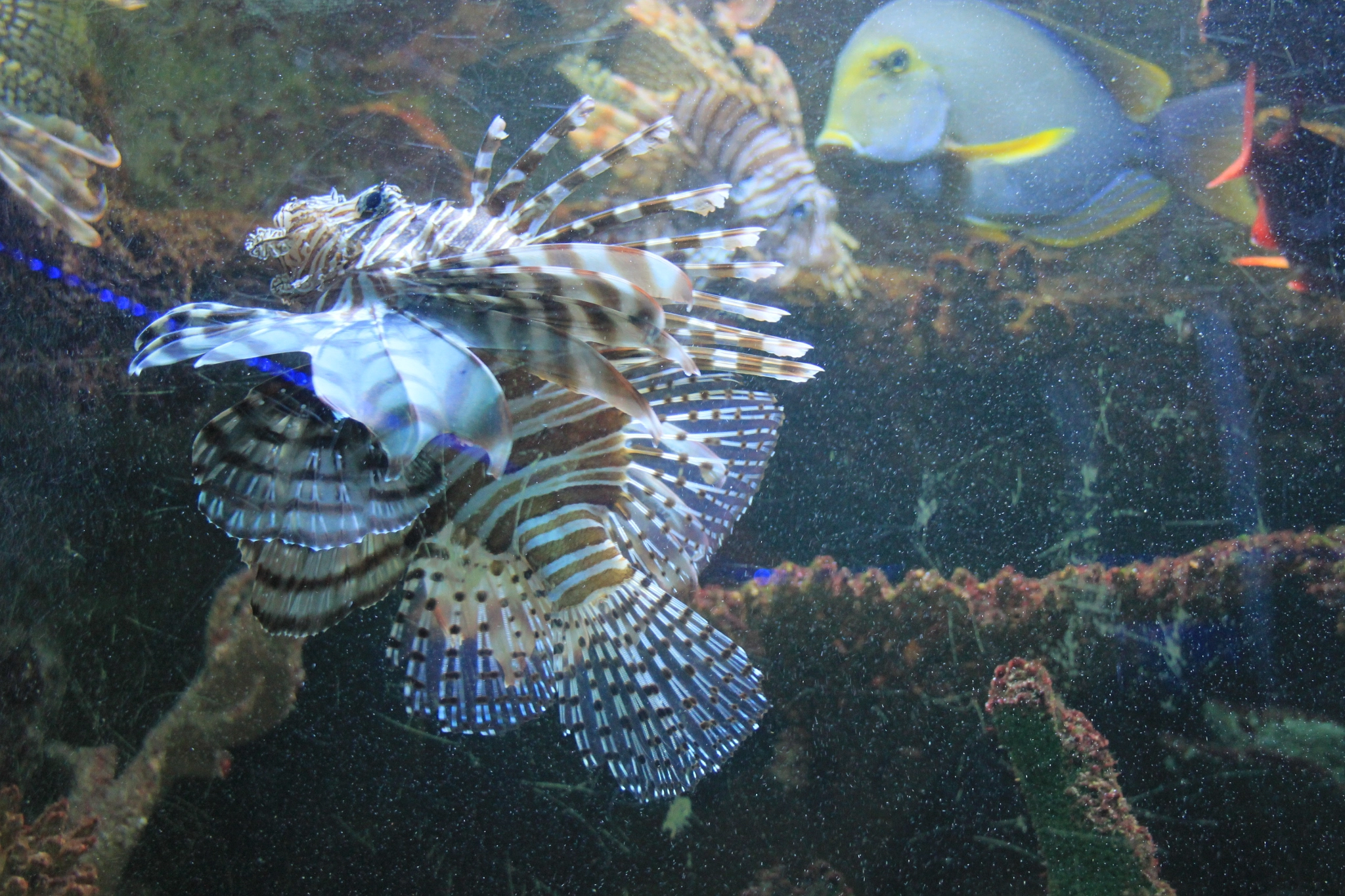 Canon EF-S 18-55mm F3.5-5.6 sample photo. Lionfish photography