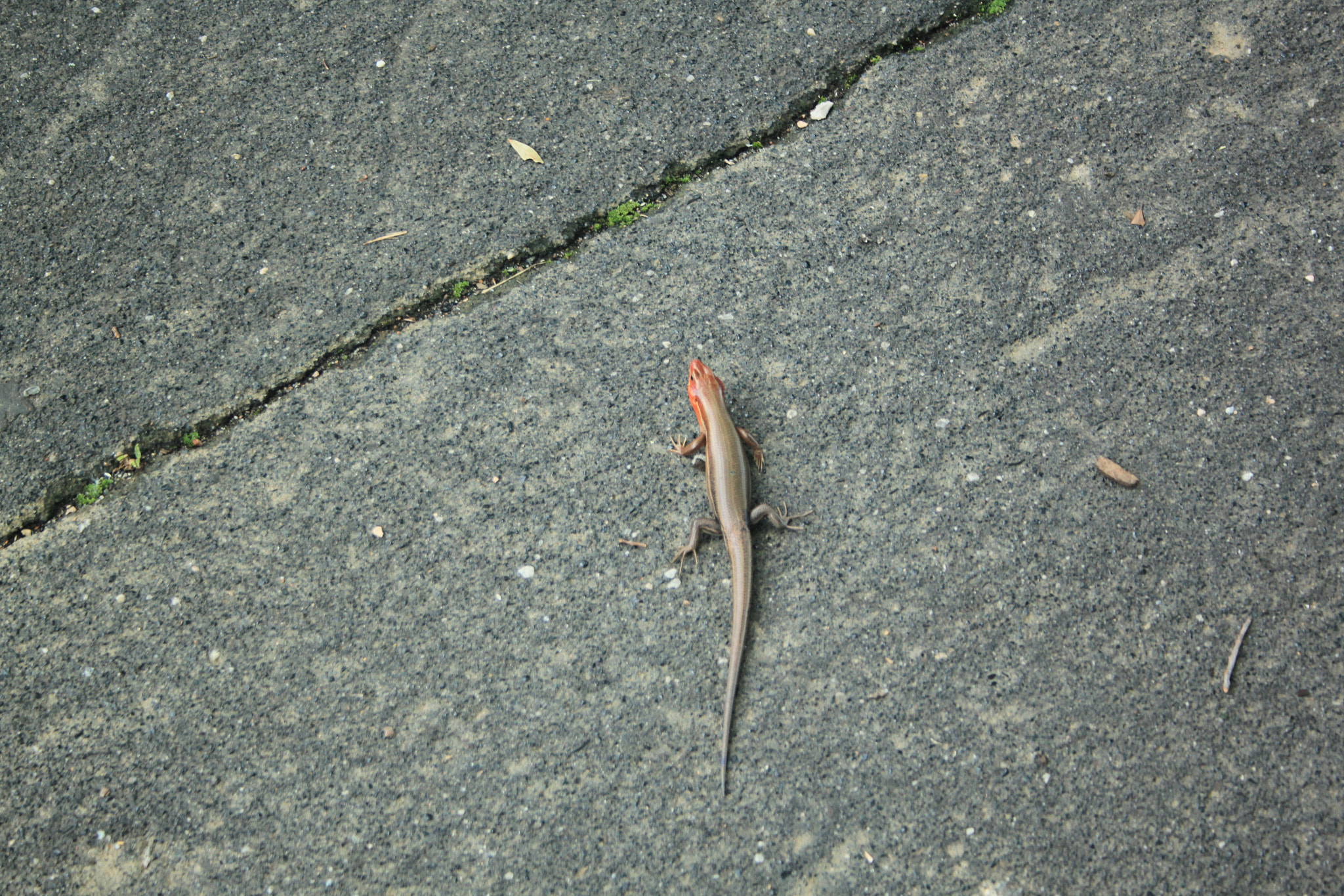 Canon EF-S 18-55mm F3.5-5.6 sample photo. Blue tailed skink photography