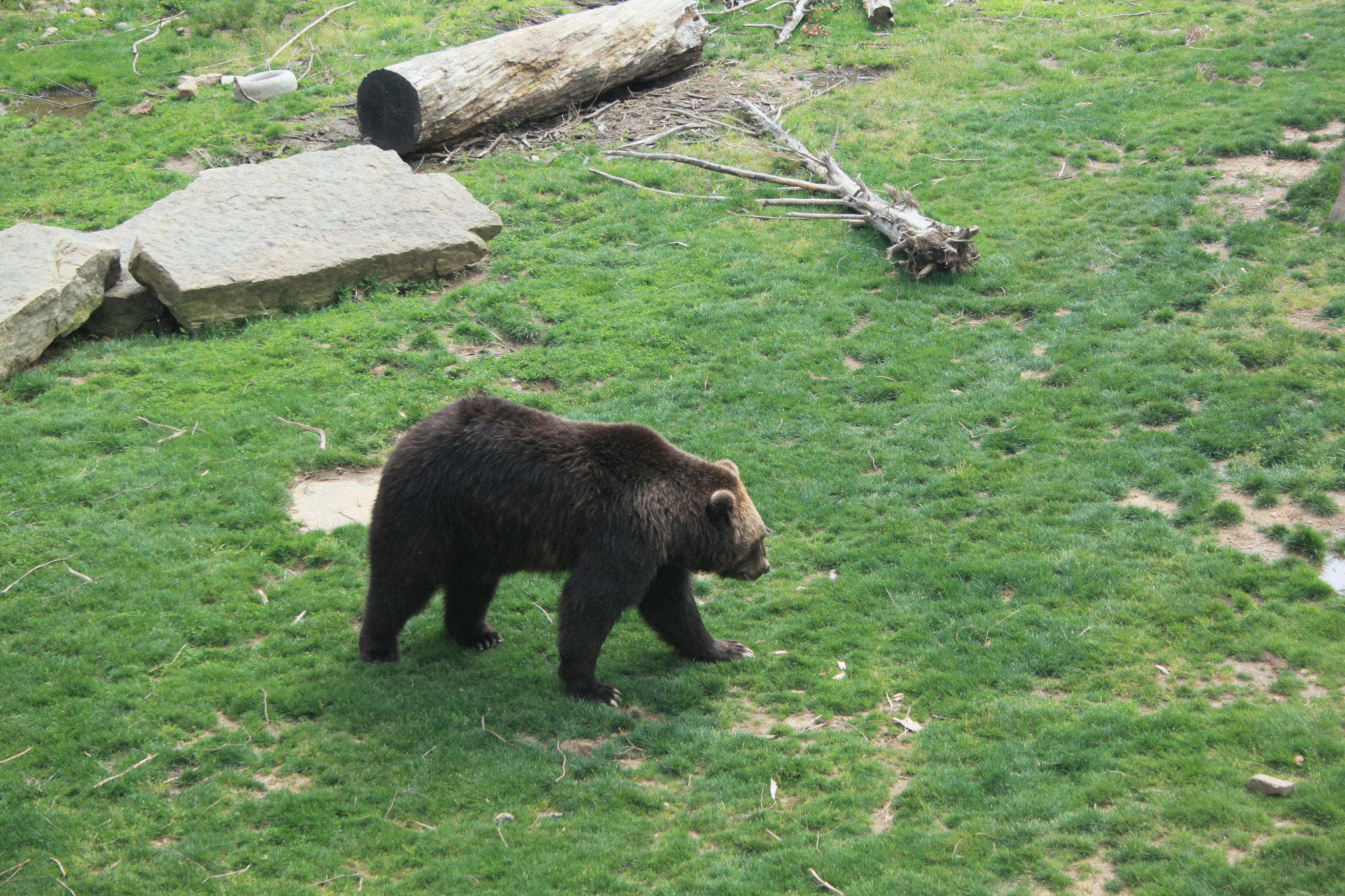 Canon EF-S 18-55mm F3.5-5.6 sample photo. Grizzly photography