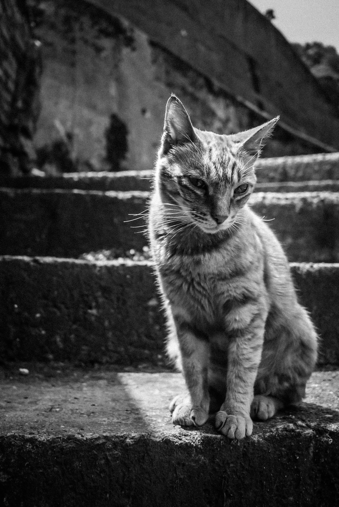 Panasonic Lumix DMC-GF2 + Panasonic Lumix G 14mm F2.5 ASPH sample photo. Little sunshine kitty photography