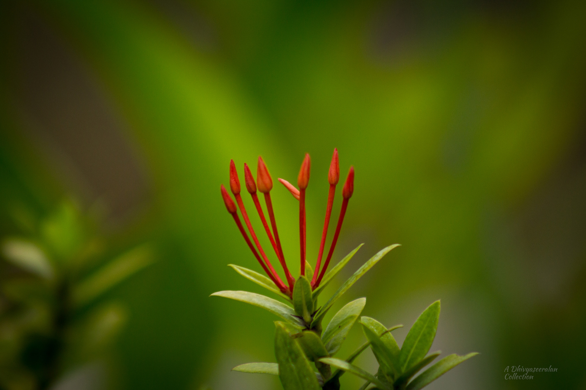 Canon EF 75-300mm f/4-5.6 USM sample photo. 7 petals photography