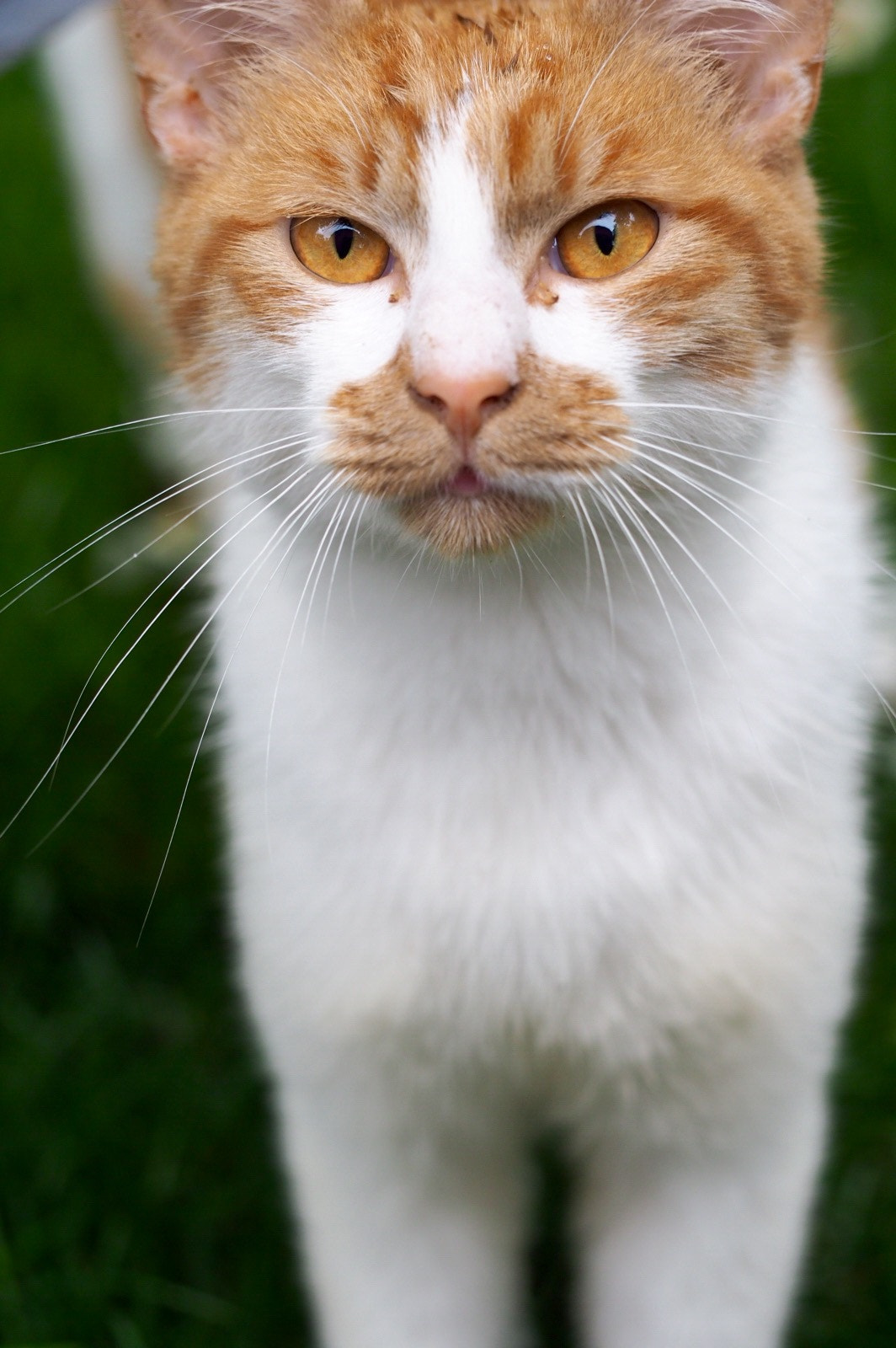 Olympus PEN E-P5 sample photo. Cat photography