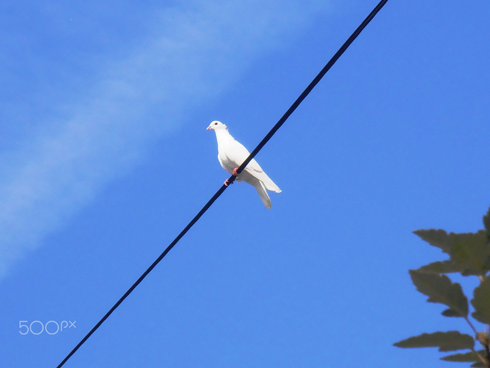 Olympus VR310,D720 sample photo. Dove photography