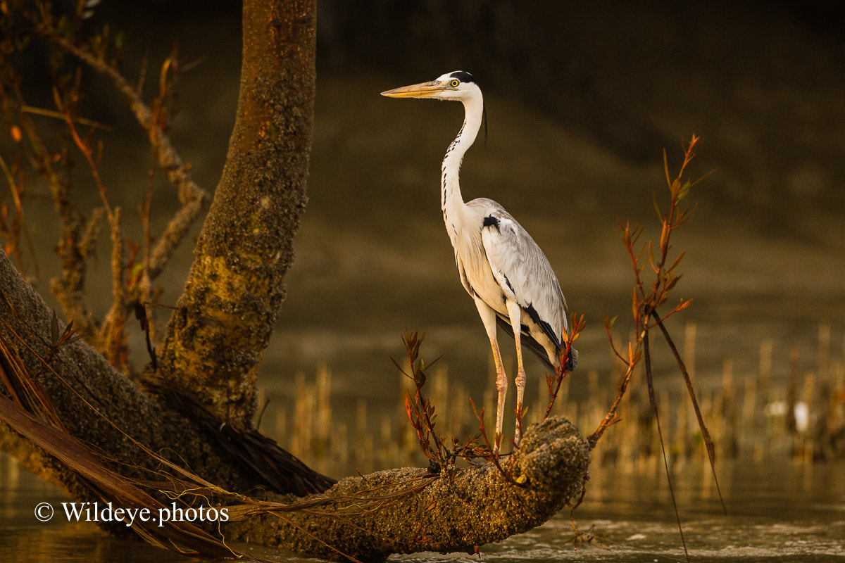 Canon EOS-1D Mark IV + Canon EF 300mm F2.8L IS II USM sample photo. Grey heron photography