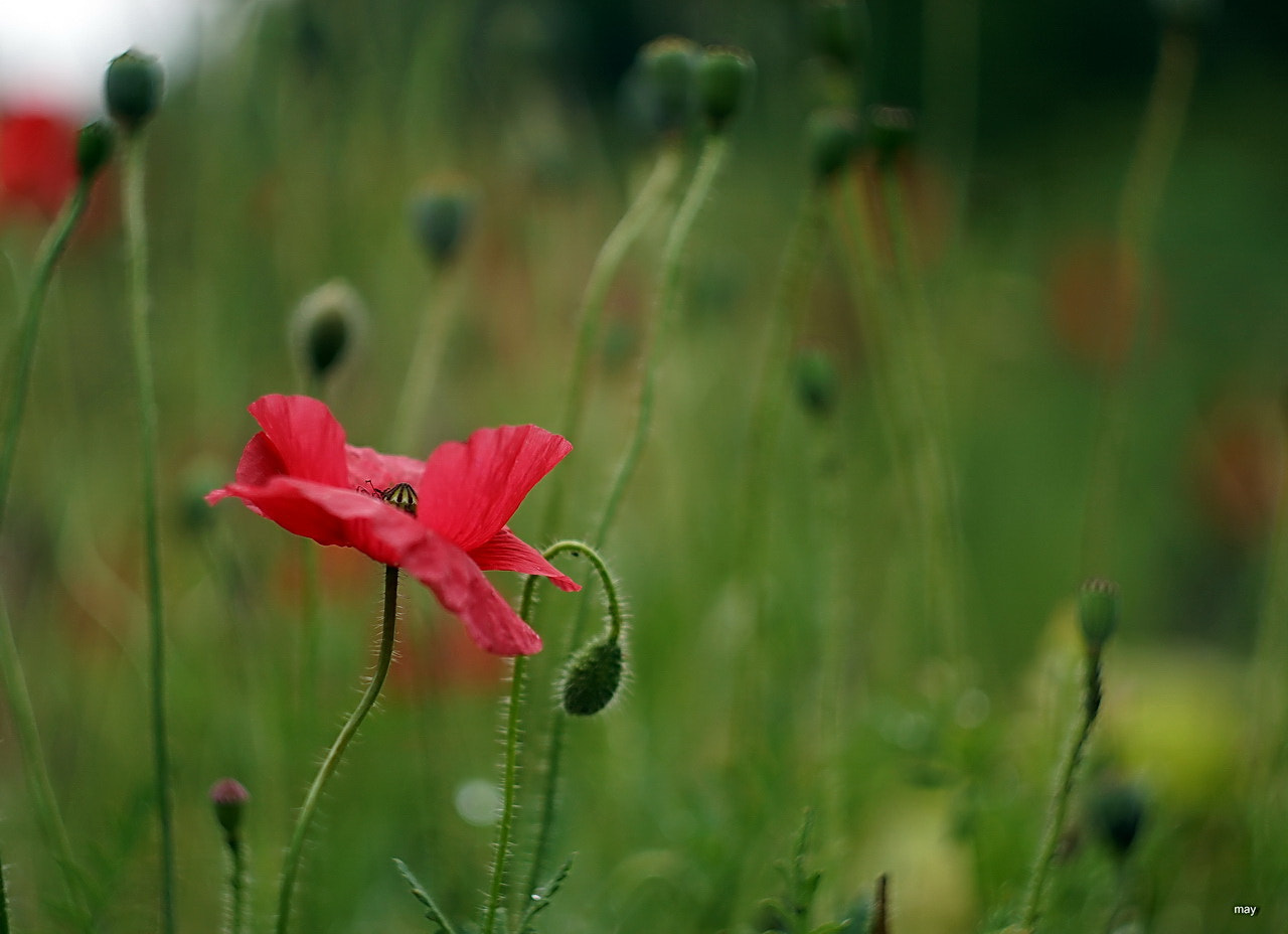 Sony SLT-A65 (SLT-A65V) + Minolta AF 50mm F1.7 sample photo. Wild poppies.. photography