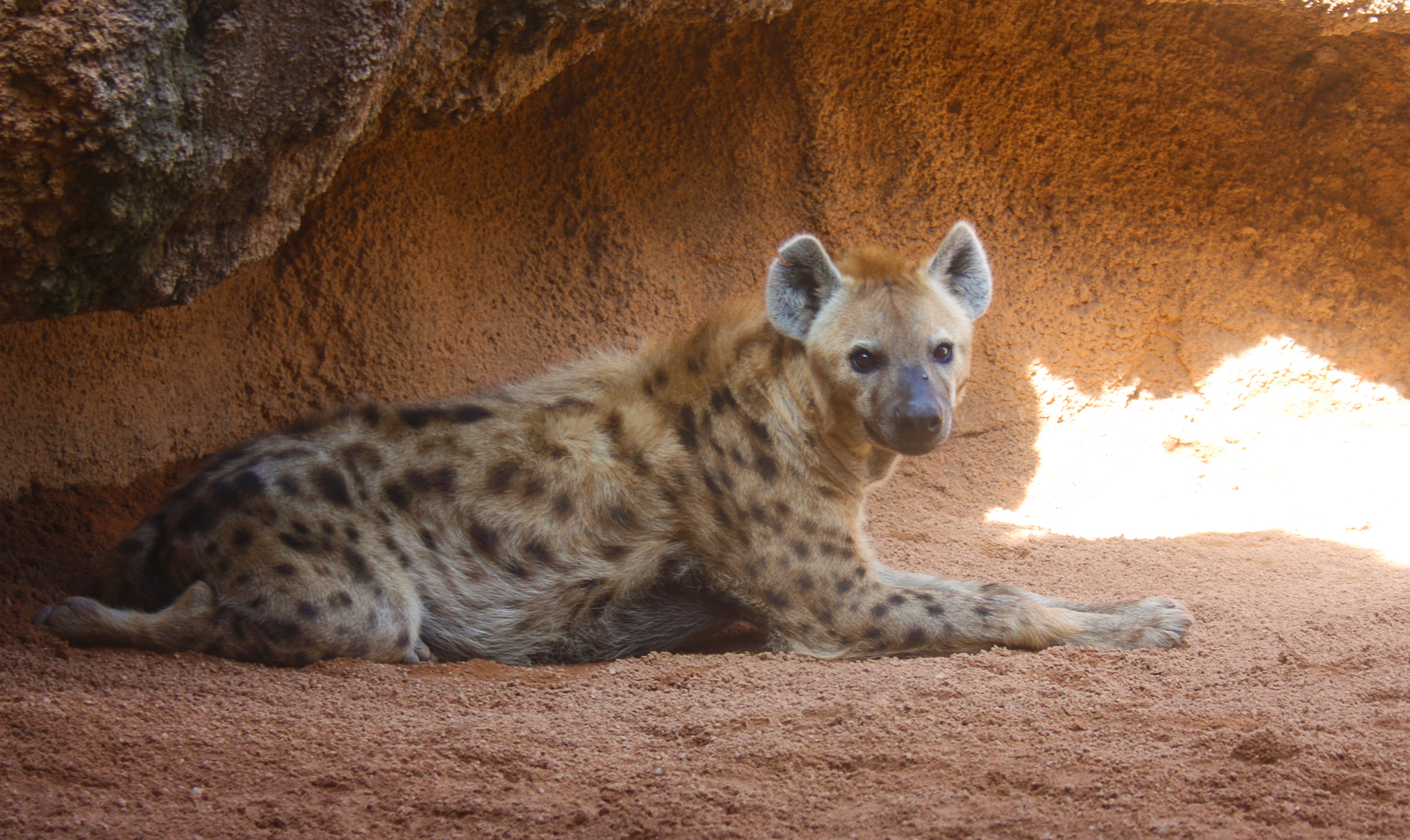 Canon EF-S 18-55mm F3.5-5.6 sample photo. Hyena photography