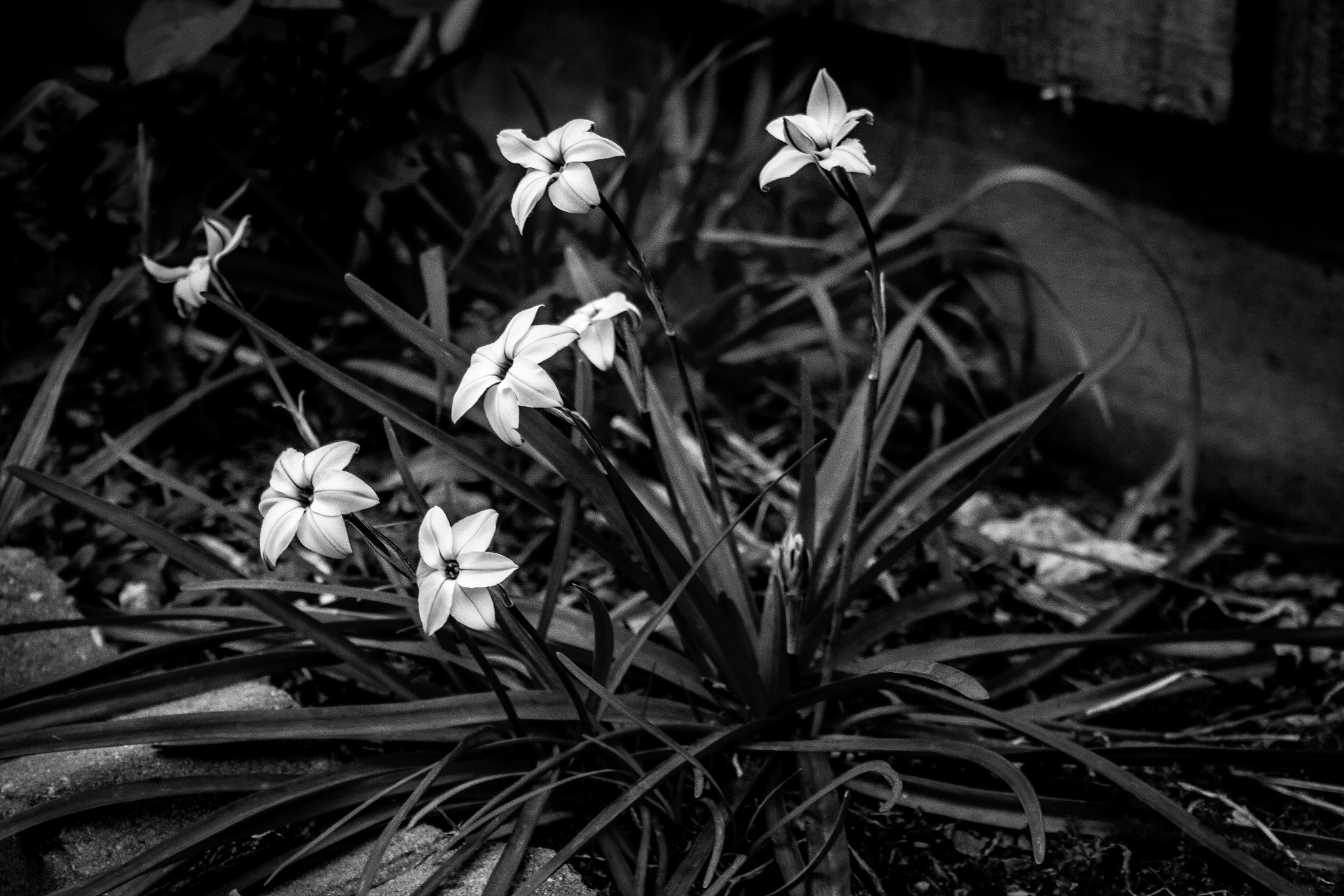 Canon EF-S 18-55mm F3.5-5.6 sample photo. Bw photography