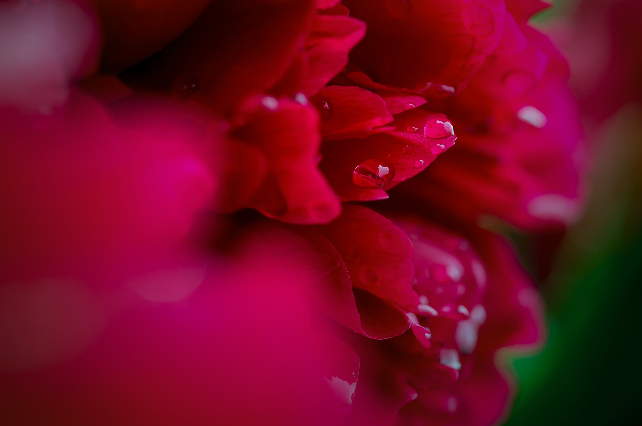 Sony SLT-A57 + 105mm F2.8 sample photo. Red peony photography