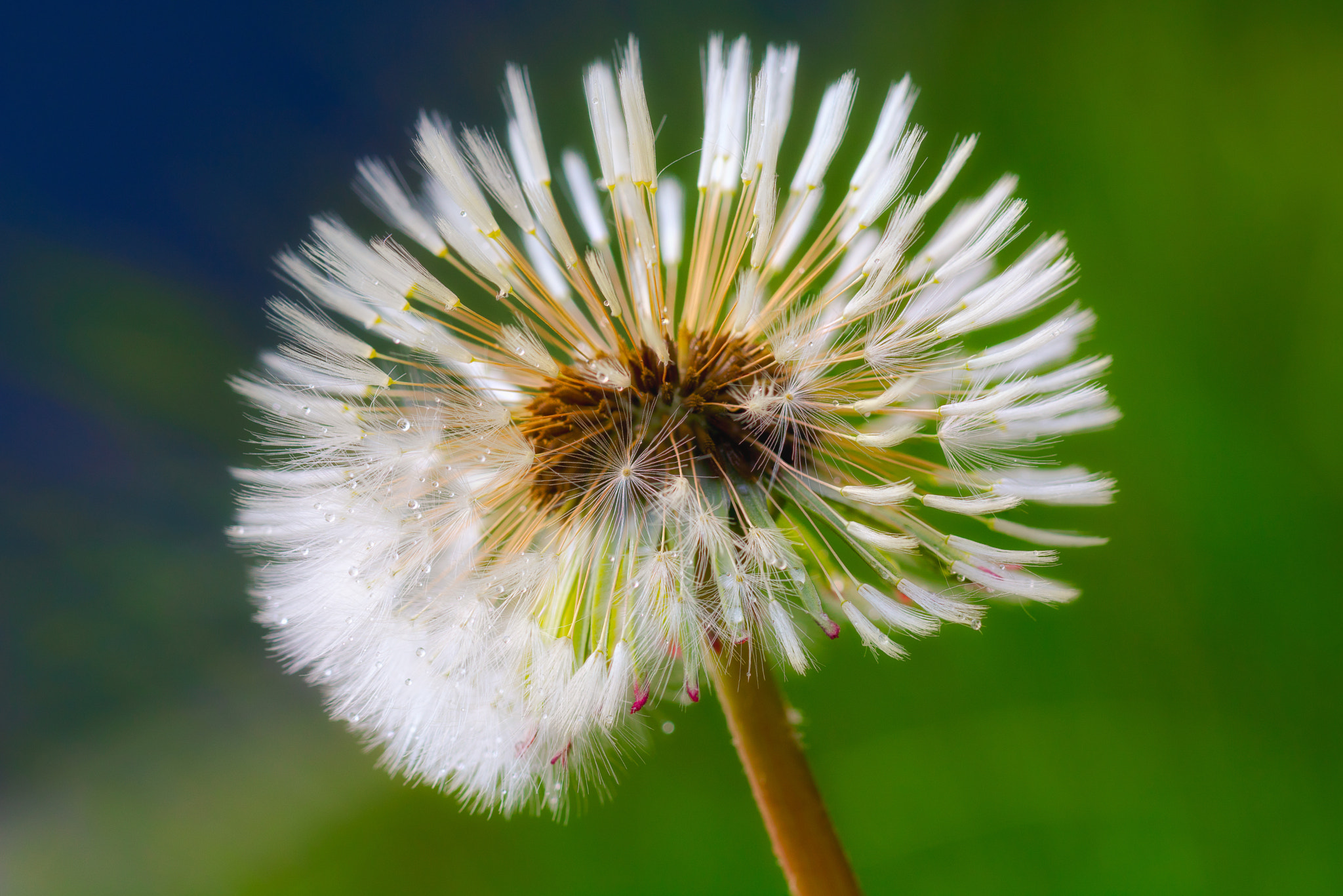 Canon EOS 760D (EOS Rebel T6s / EOS 8000D) + Canon EF 100mm F2.8L Macro IS USM sample photo. Dandelion photography