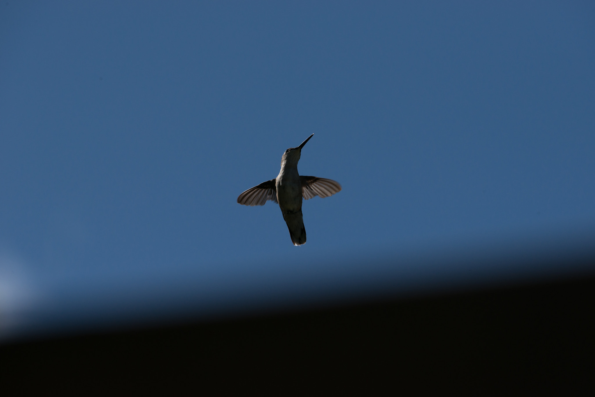 Nikon AF-S Nikkor 200-400mm F4G ED-IF VR sample photo. Hummingbird photography
