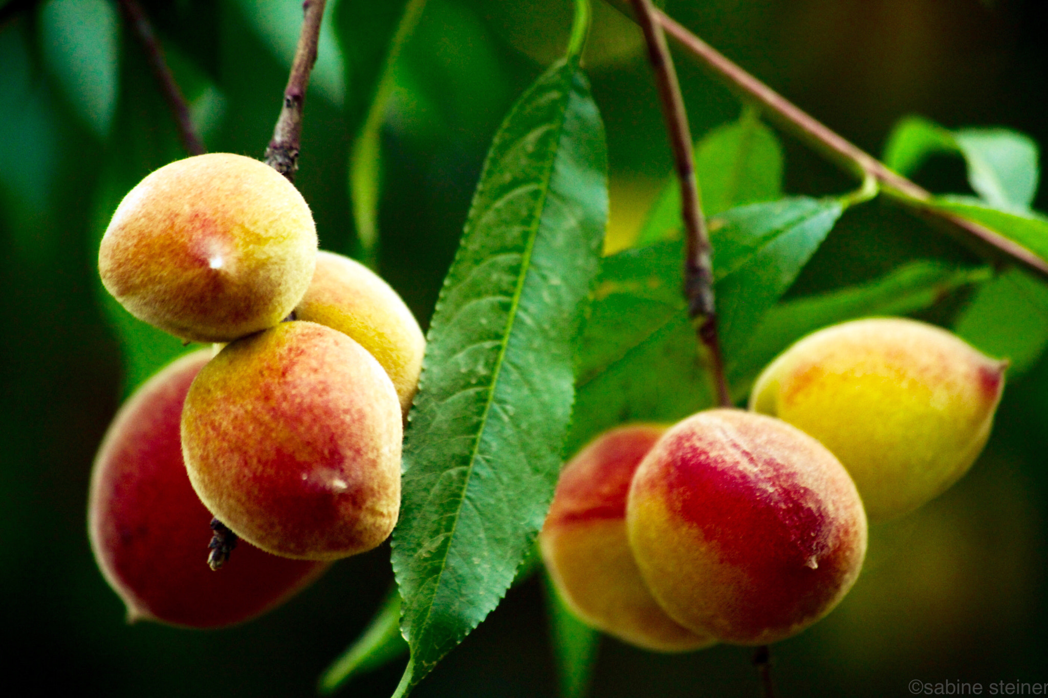 Canon EF 70-300mm F4-5.6 IS USM sample photo. Scented small peaches photography