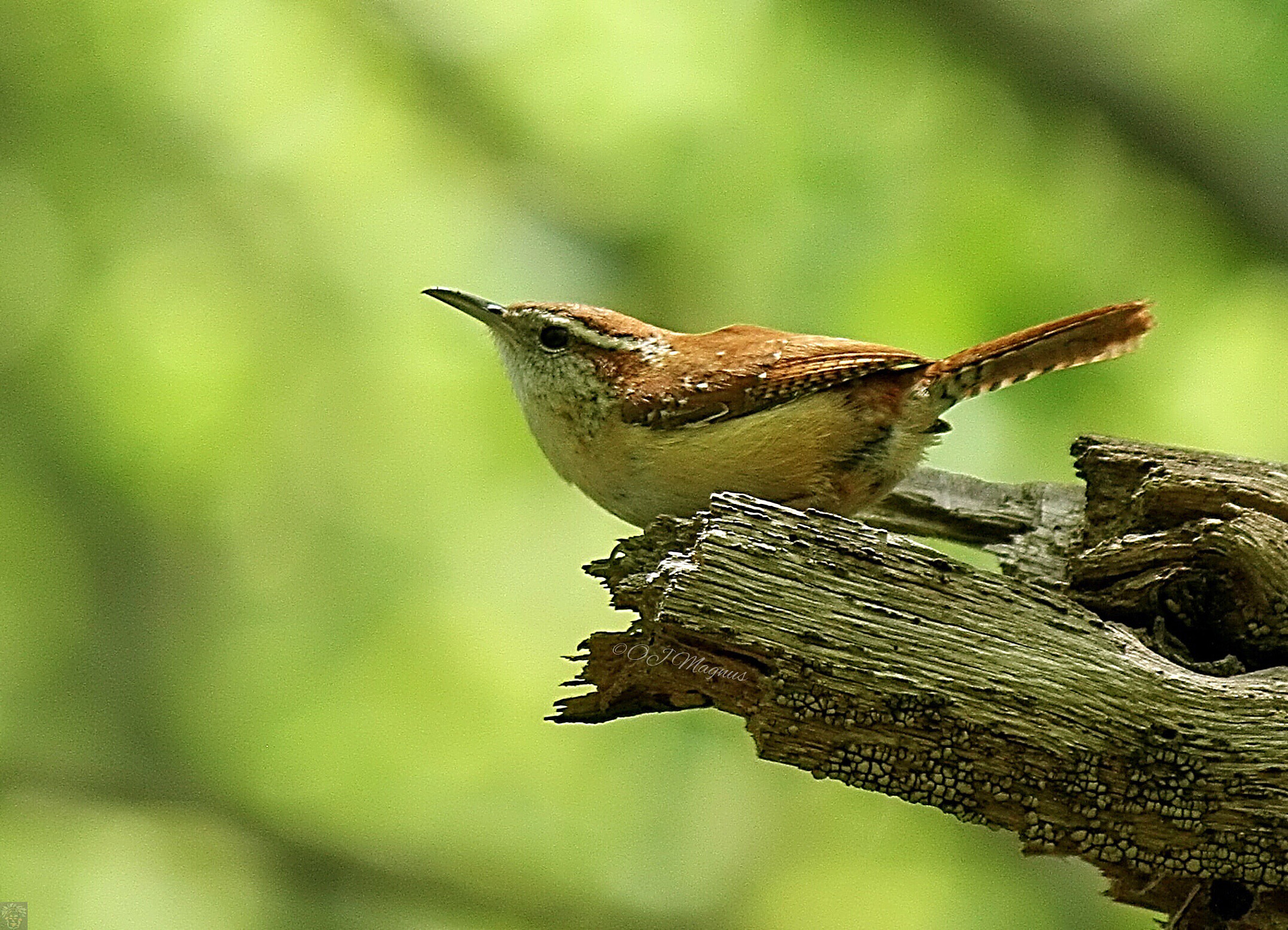 Canon EF-S 55-250mm F4-5.6 IS II sample photo. Carolina wren photography