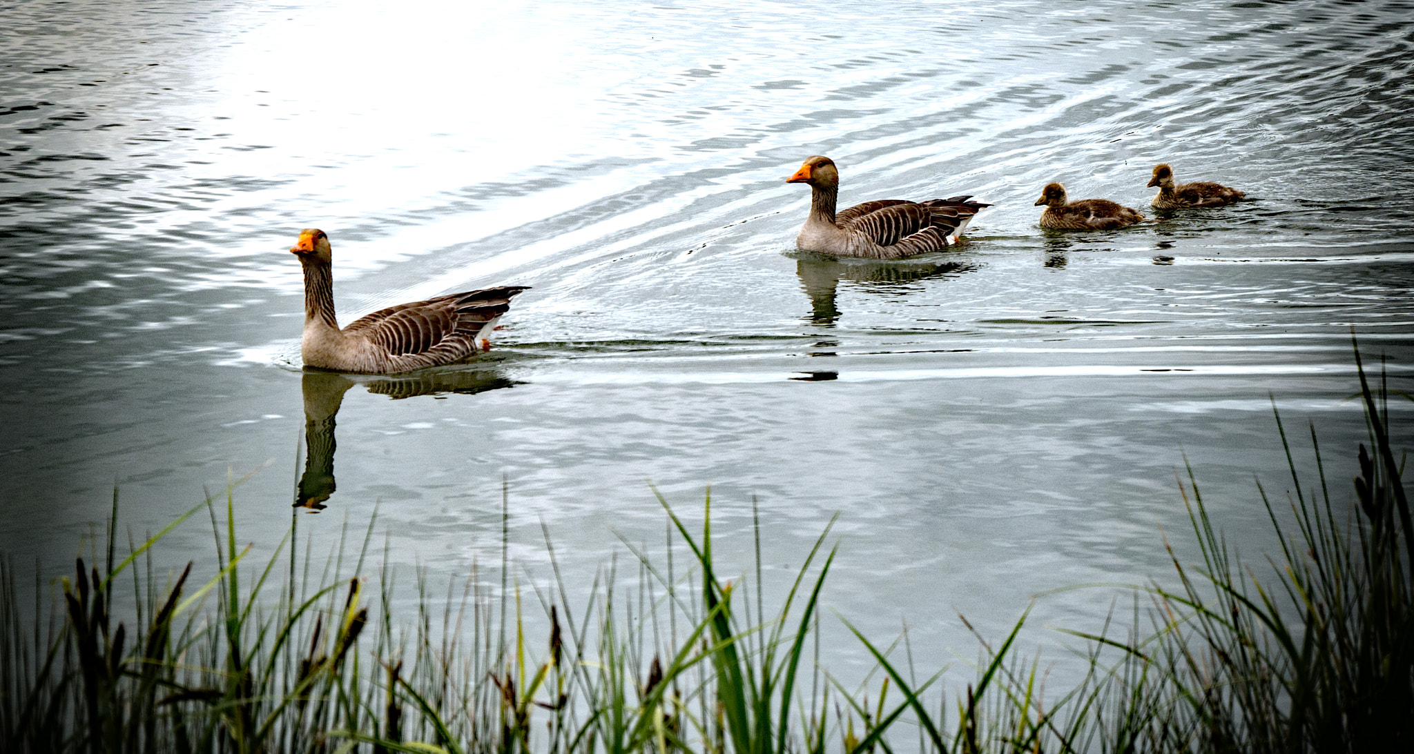 Panasonic Lumix DMC-G5 sample photo. Greylag goose family photography