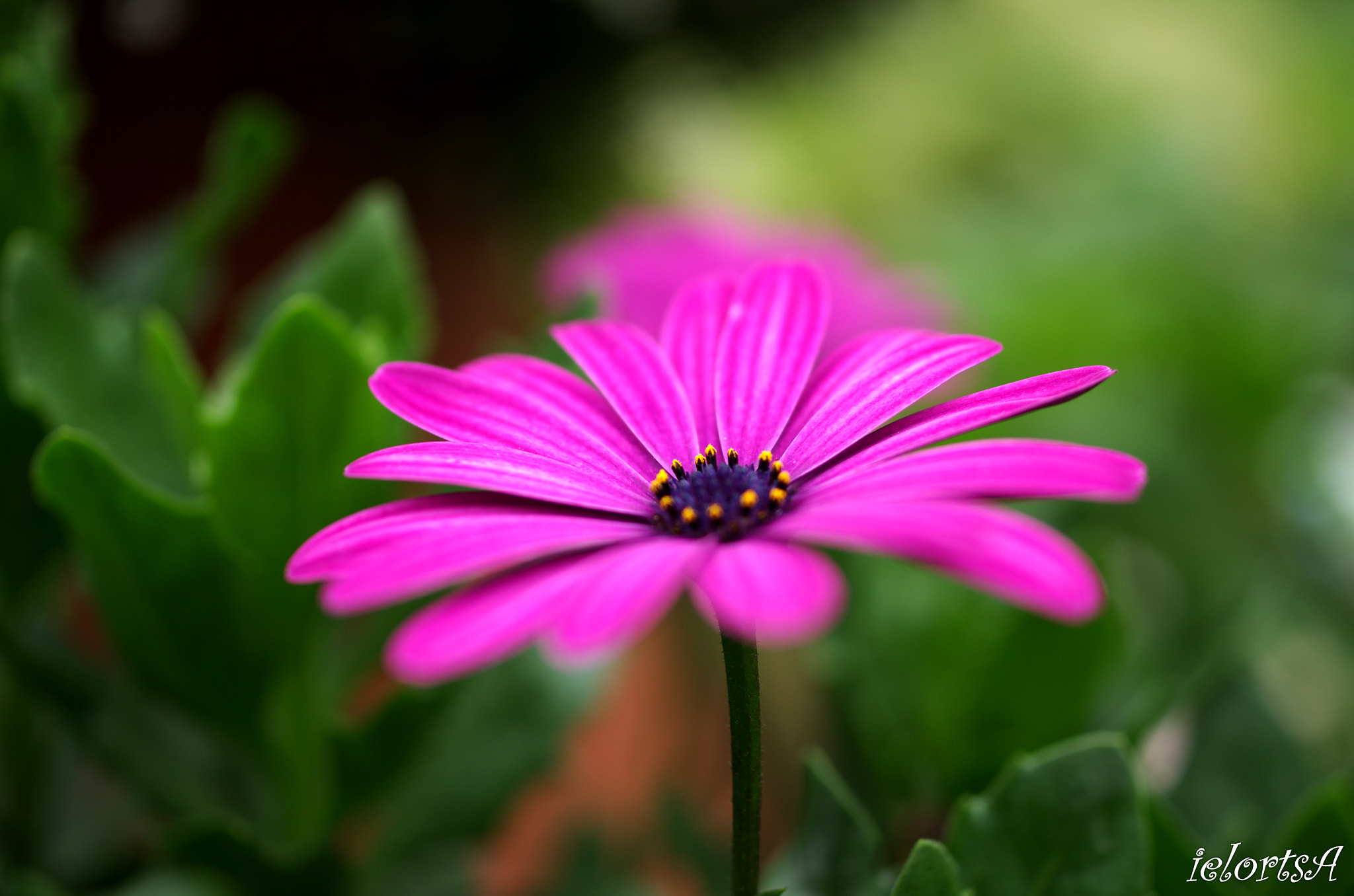 Pentax K-5 sample photo. Flower photography