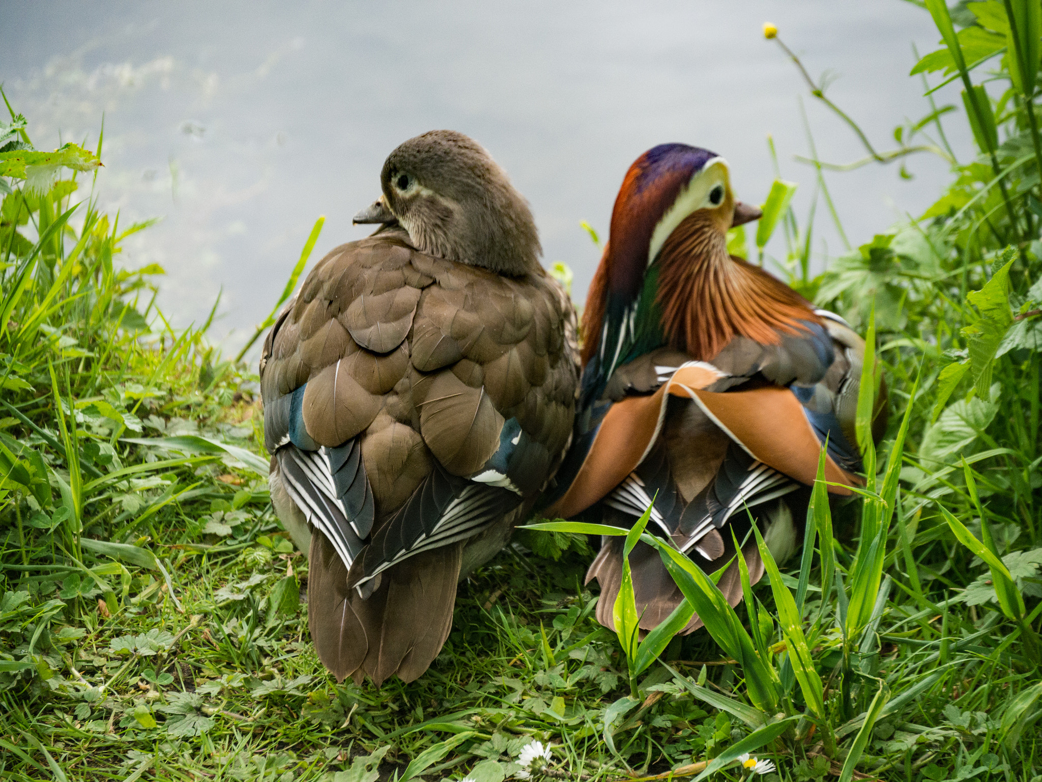 Panasonic Lumix DMC-G5 sample photo. Pair of mandarin ducks photography