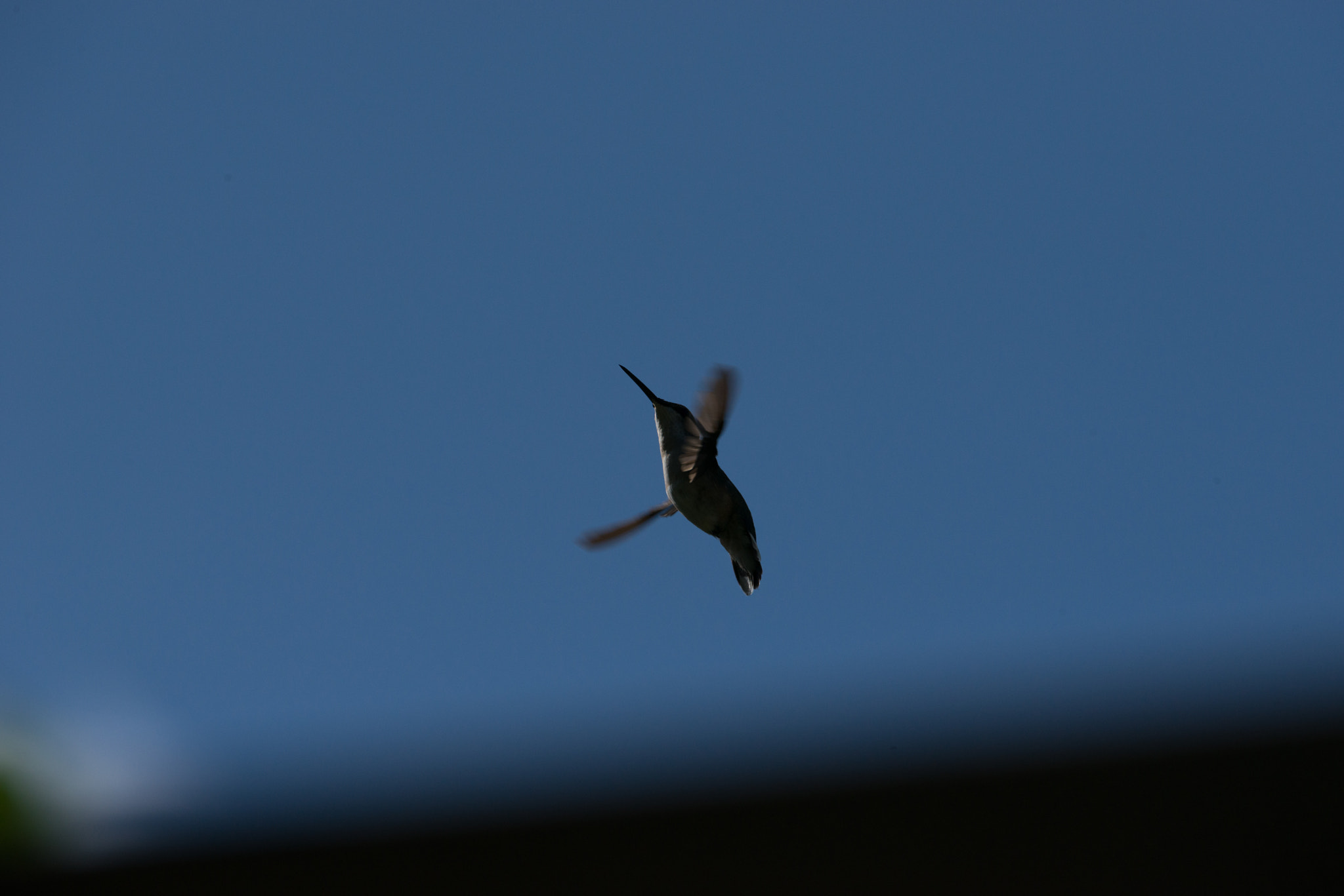 Nikon AF-S Nikkor 200-400mm F4G ED-IF VR sample photo. Hummingbird photography