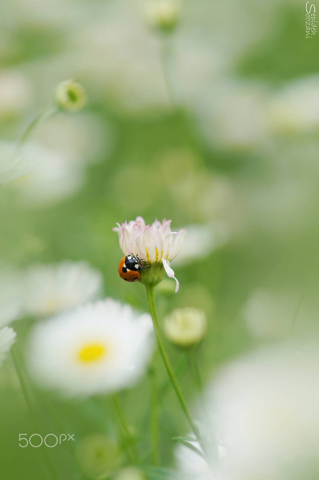 Tamron SP AF 90mm F2.8 Di Macro sample photo. A little hug photography