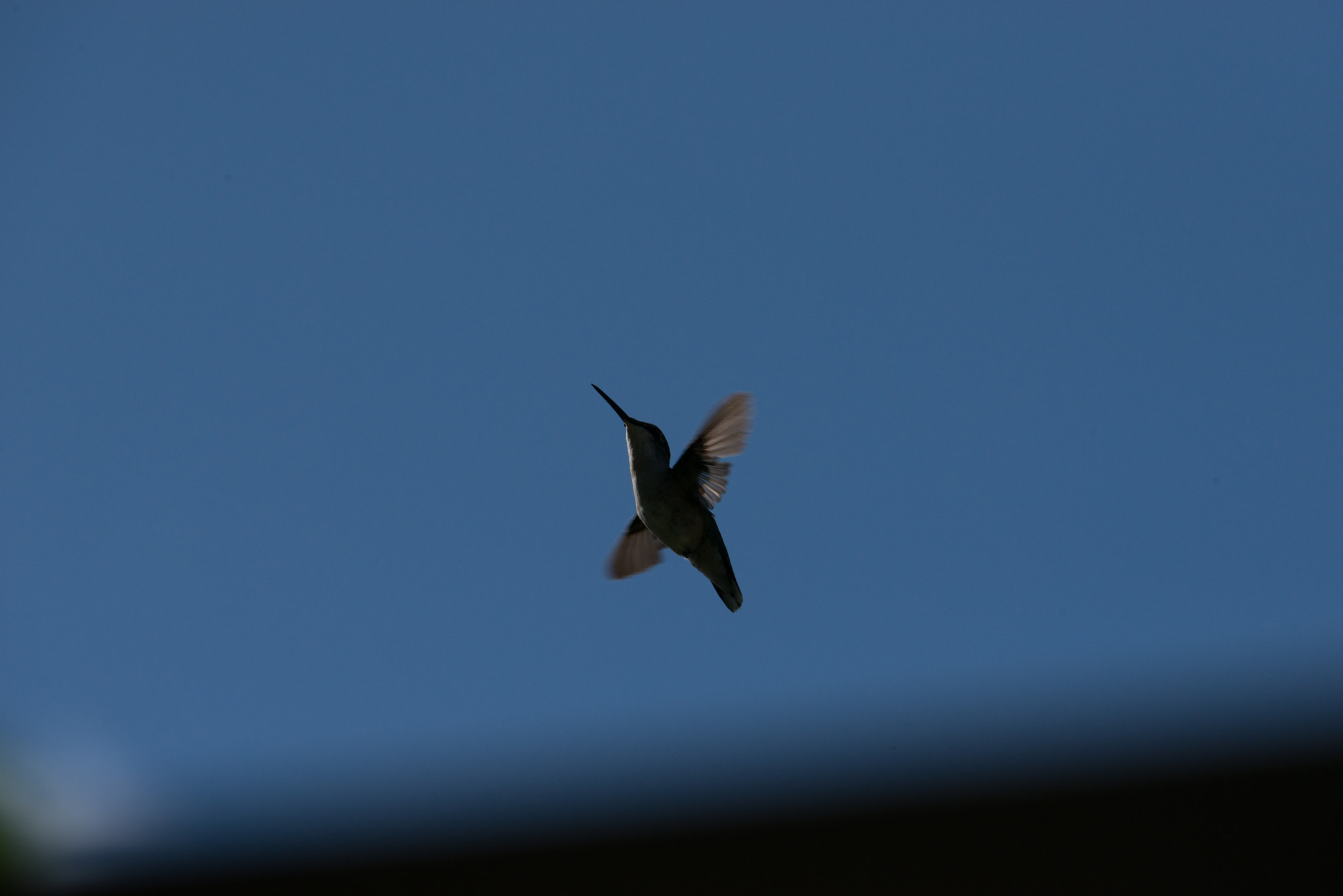 Nikon AF-S Nikkor 200-400mm F4G ED-IF VR sample photo. Hummingbird photography