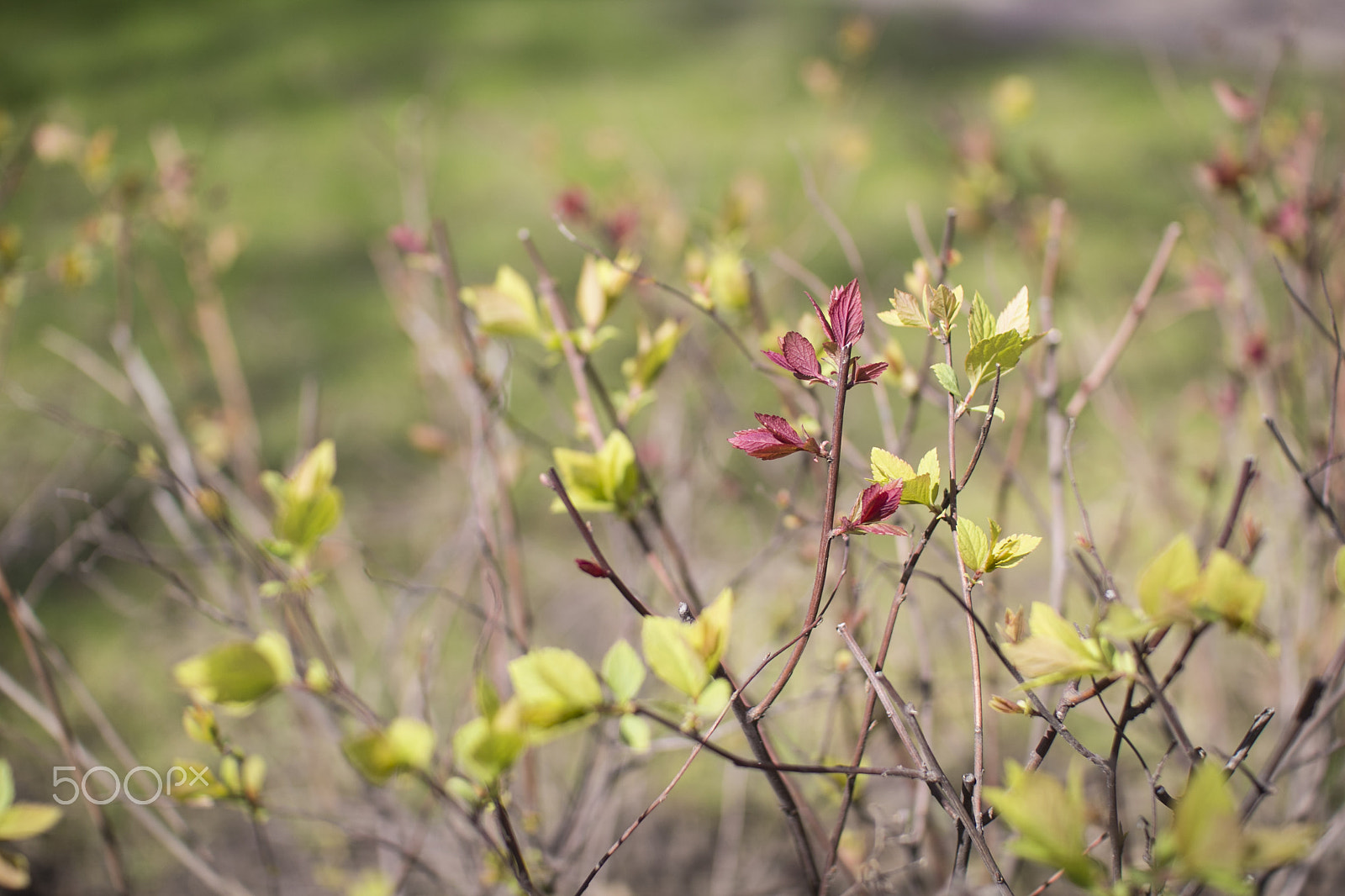 Sigma 30mm f/1.4 DC HSM sample photo. Spring photography