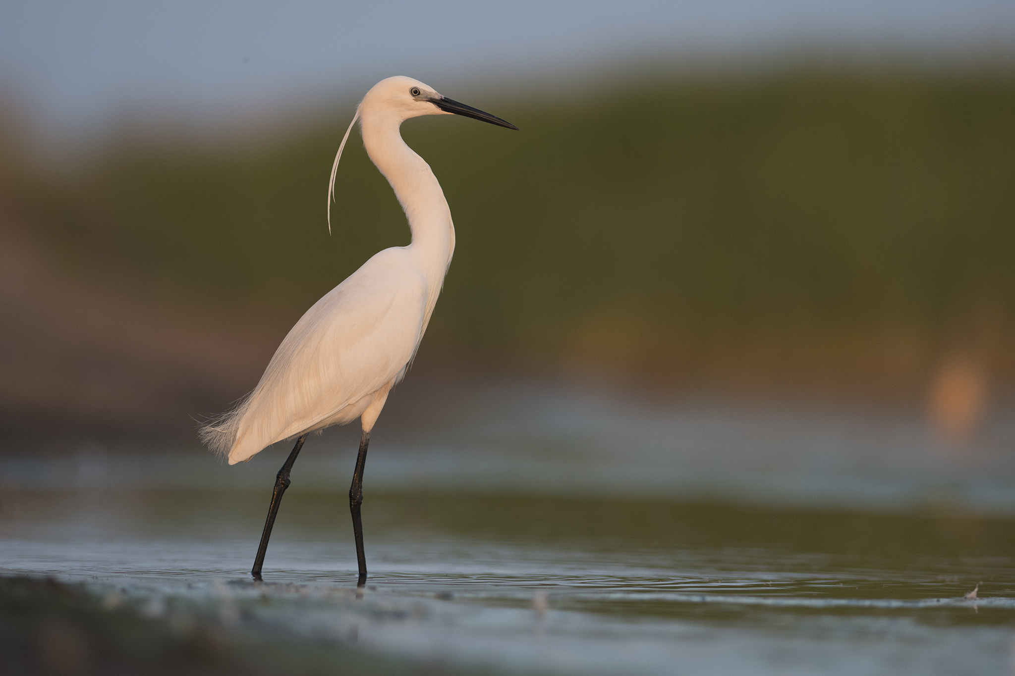 Nikon AF-S Nikkor 300mm F2.8G ED-IF VR sample photo. The boss of the wetland. photography