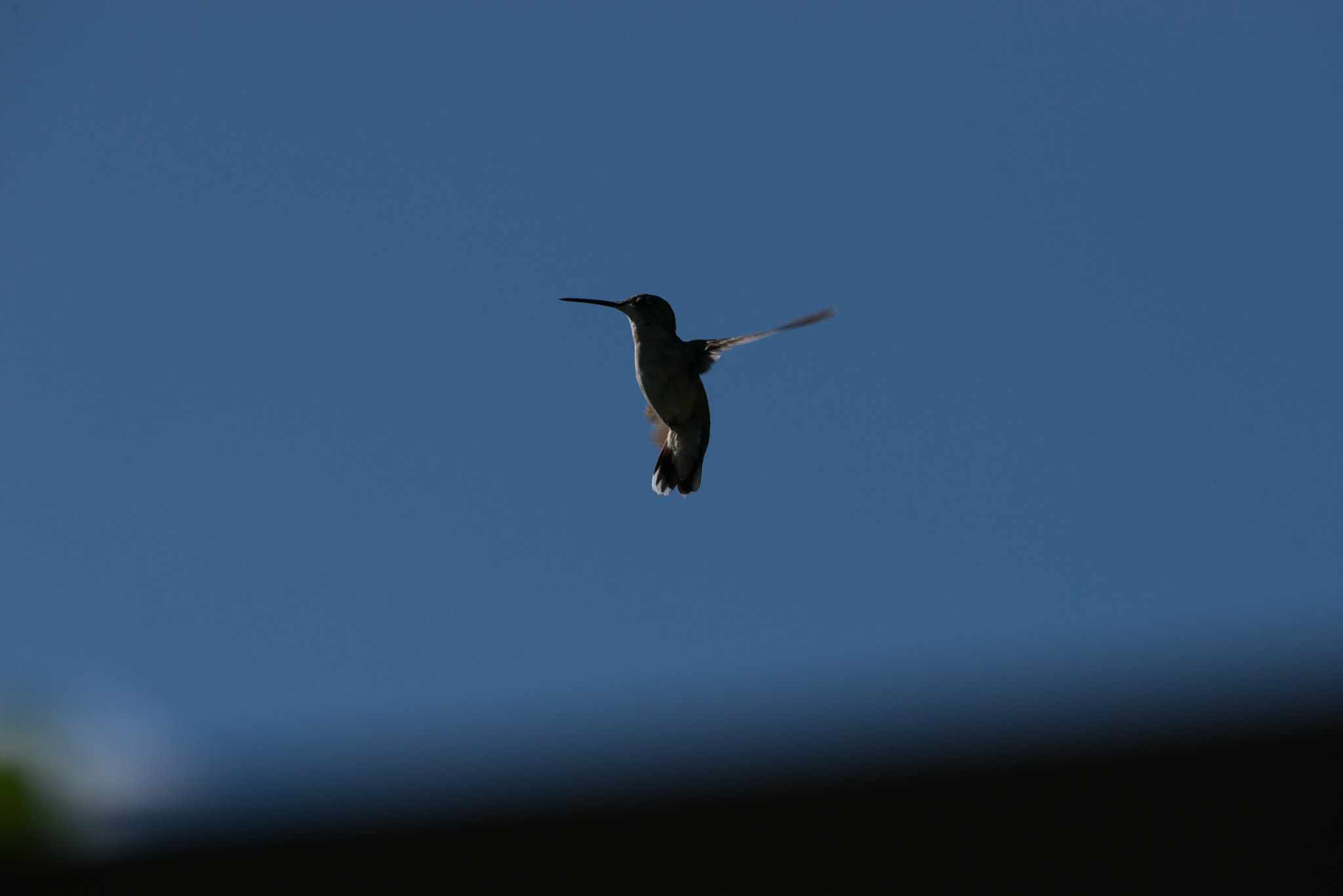 Nikon AF-S Nikkor 200-400mm F4G ED-IF VR sample photo. Hummingbird photography