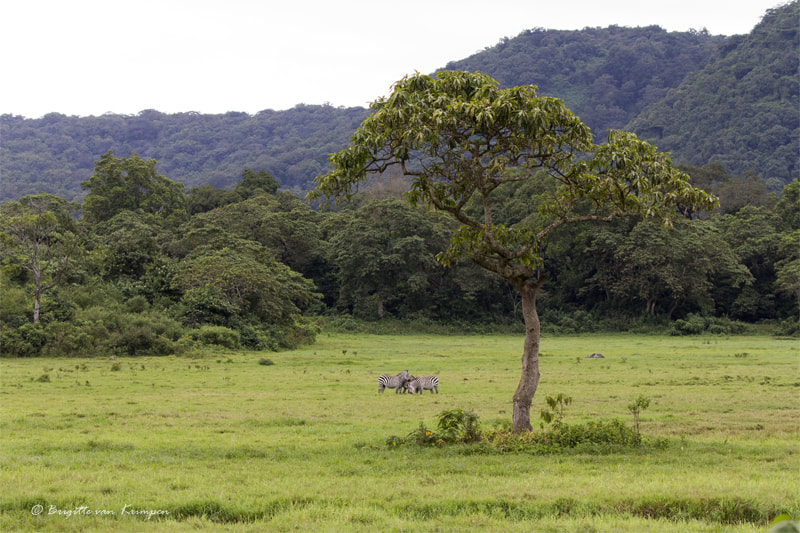 Canon EF 100-400mm F4.5-5.6L IS II USM sample photo. Arusha np photography