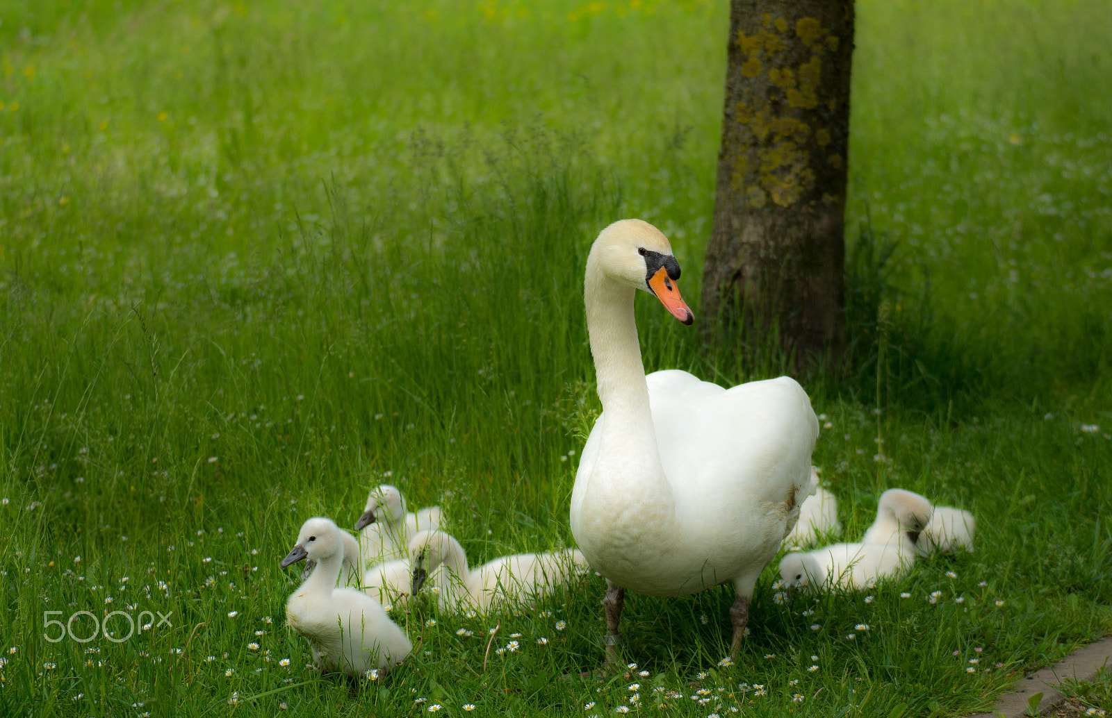 Tamron SP 70-300mm F4-5.6 Di USD sample photo. Swan photography