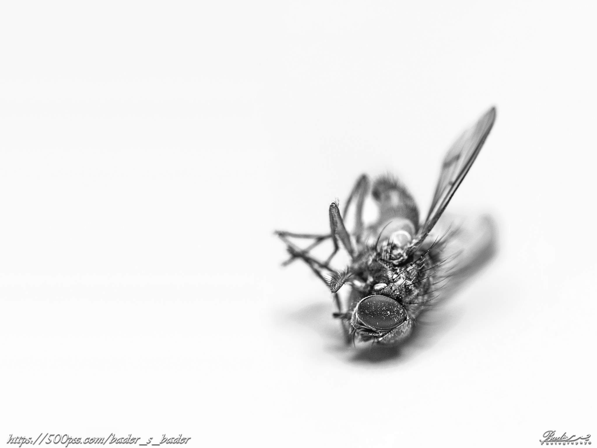 Nikon D7200 + Nikon AF Nikkor 50mm F1.4D sample photo. Fly.. no more! photography